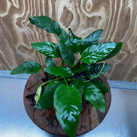 Scapeshop.com.au One Only Anubias Paco on Medium Driftwood Creation - One Only - Delicate Anubias Paco on Medium Driftwood - One Only - Aquarium Plants Australia