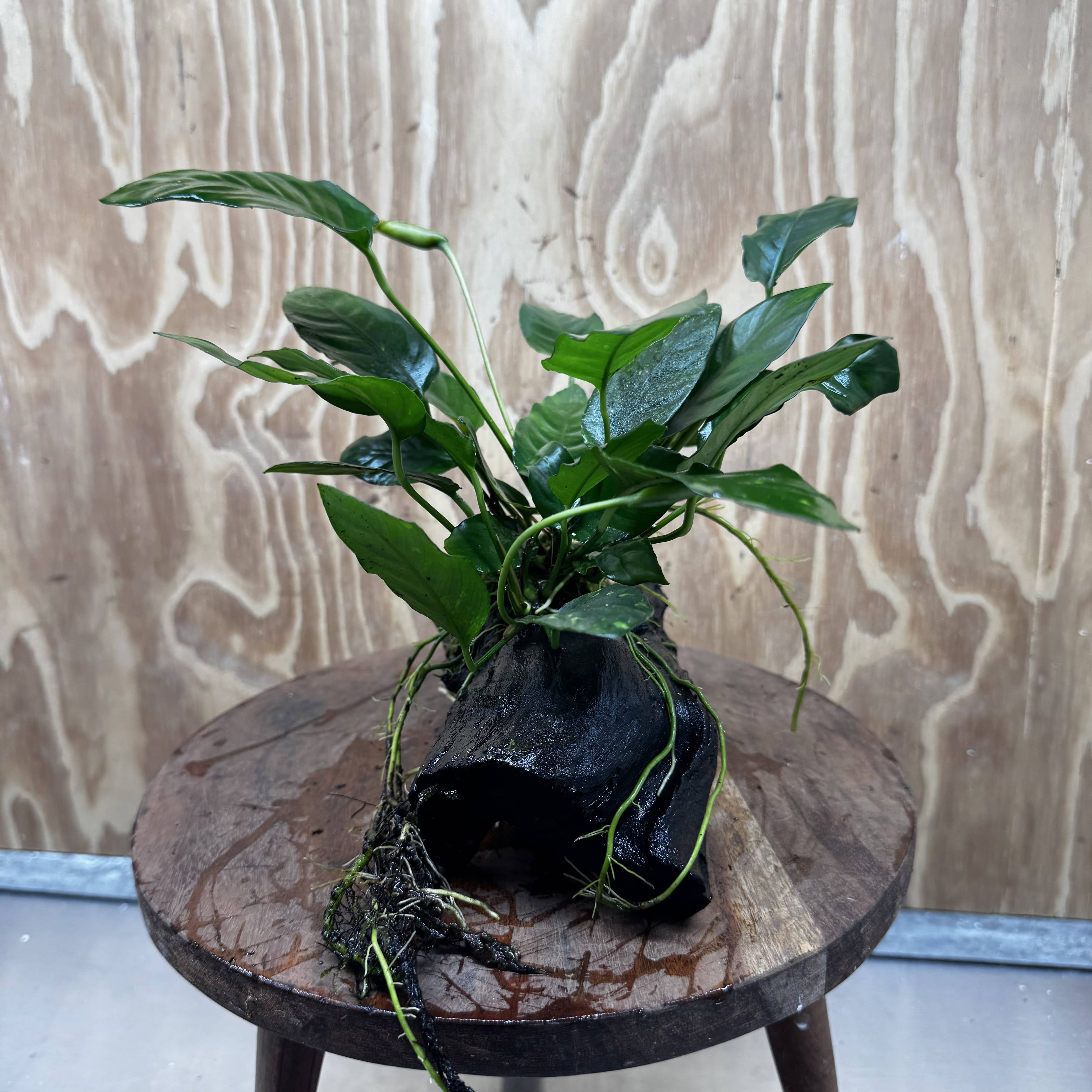 Scapeshop.com.au One Only Anubias Paco on Medium Driftwood Creation - One Only - Delicate Anubias Paco on Medium Driftwood - One Only - Aquarium Plants Australia