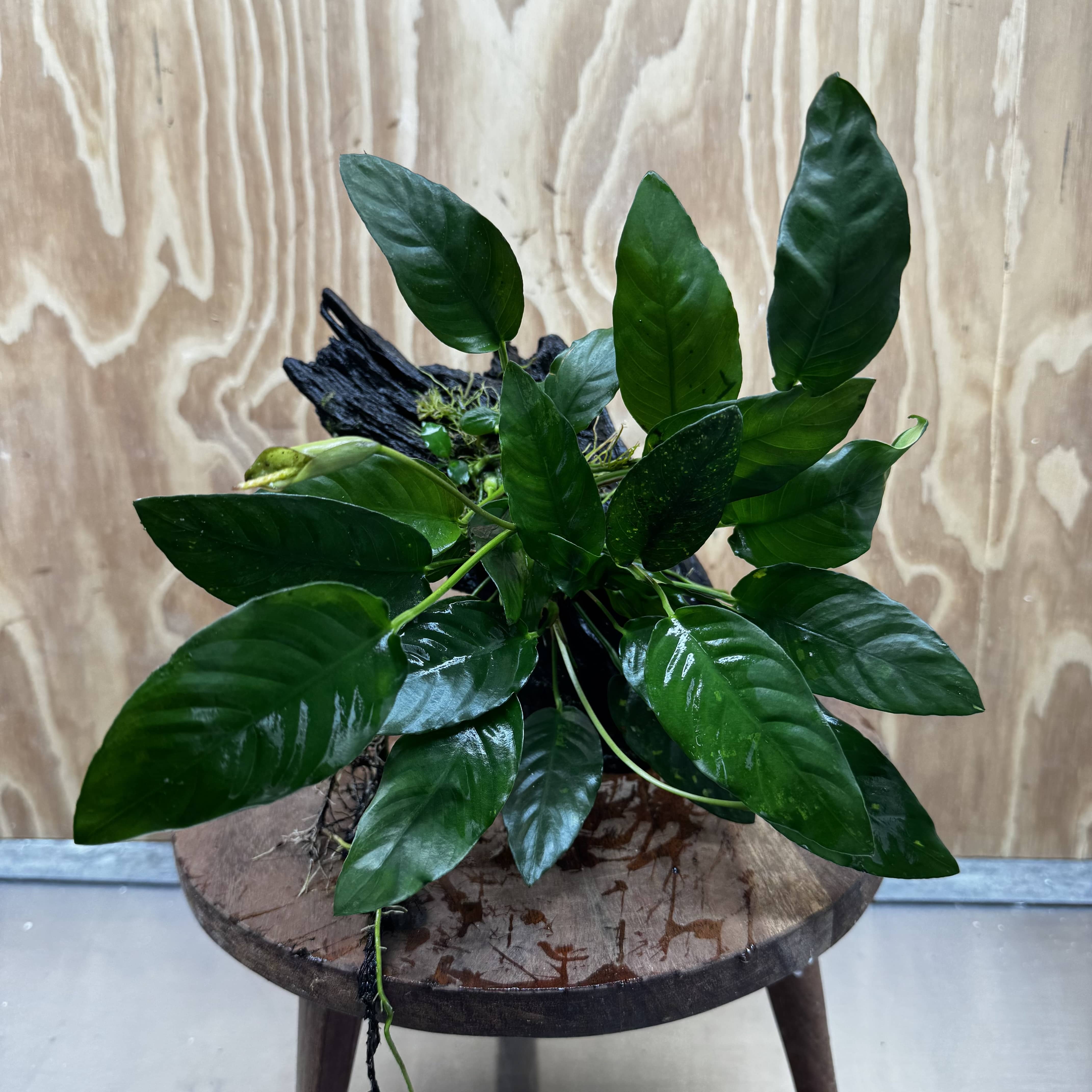 Scapeshop.com.au One Only Anubias Paco on Medium Driftwood Creation - One Only - Delicate Anubias Paco on Medium Driftwood - One Only - Aquarium Plants Australia