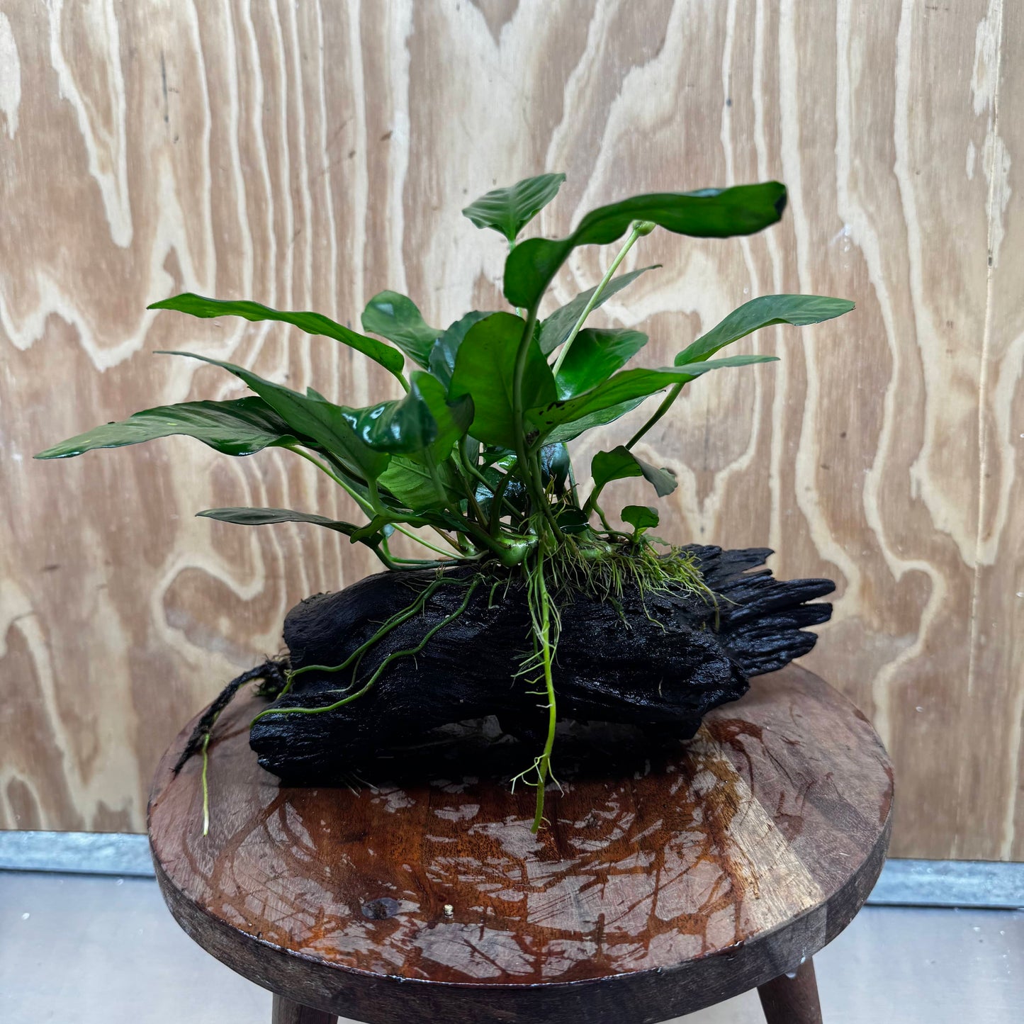 Scapeshop.com.au One Only Anubias Paco on Medium Driftwood Creation - One Only - Delicate Anubias Paco on Medium Driftwood - One Only - Aquarium Plants Australia