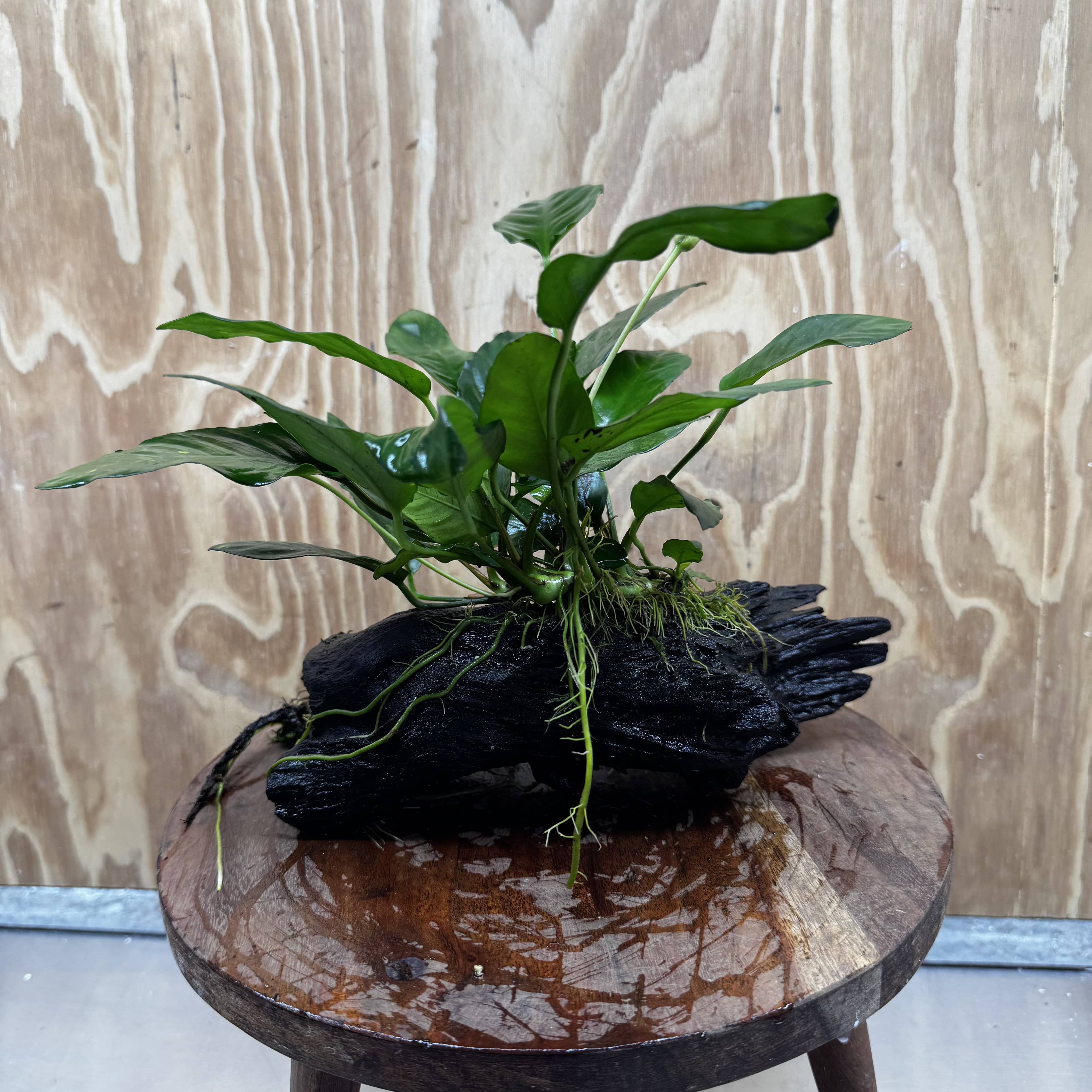 Scapeshop.com.au One Only Anubias Paco on Medium Driftwood Creation - One Only - Delicate Anubias Paco on Medium Driftwood - One Only - Aquarium Plants Australia
