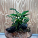 Scapeshop.com.au One Only Anubias Paco on Medium Driftwood Creation - One Only - Delicate Anubias Paco on Medium Driftwood - One Only - Aquarium Plants Australia