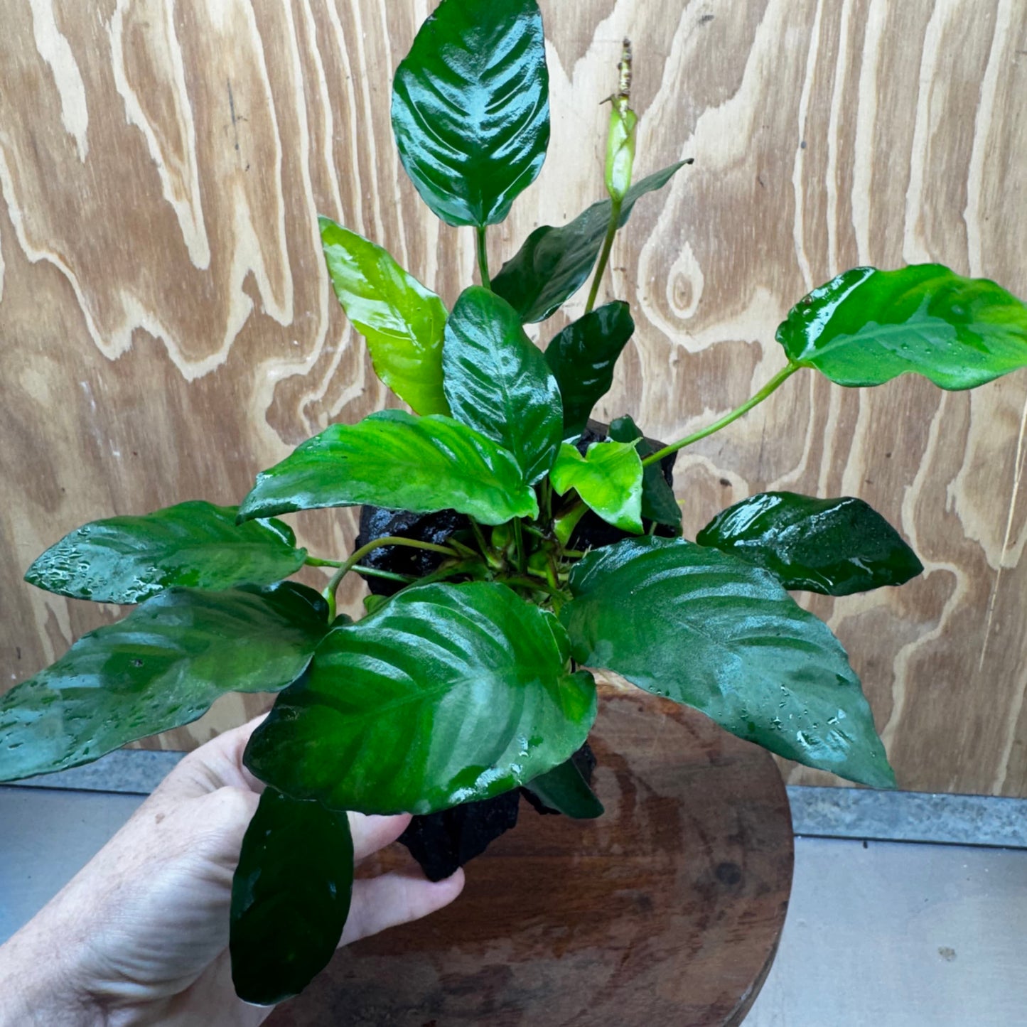 Scapeshop.com.au One Only Anubias Paco on Medium Driftwood Creation - One Only - Delicate Anubias Paco on Medium Driftwood - One Only - Aquarium Plants Australia