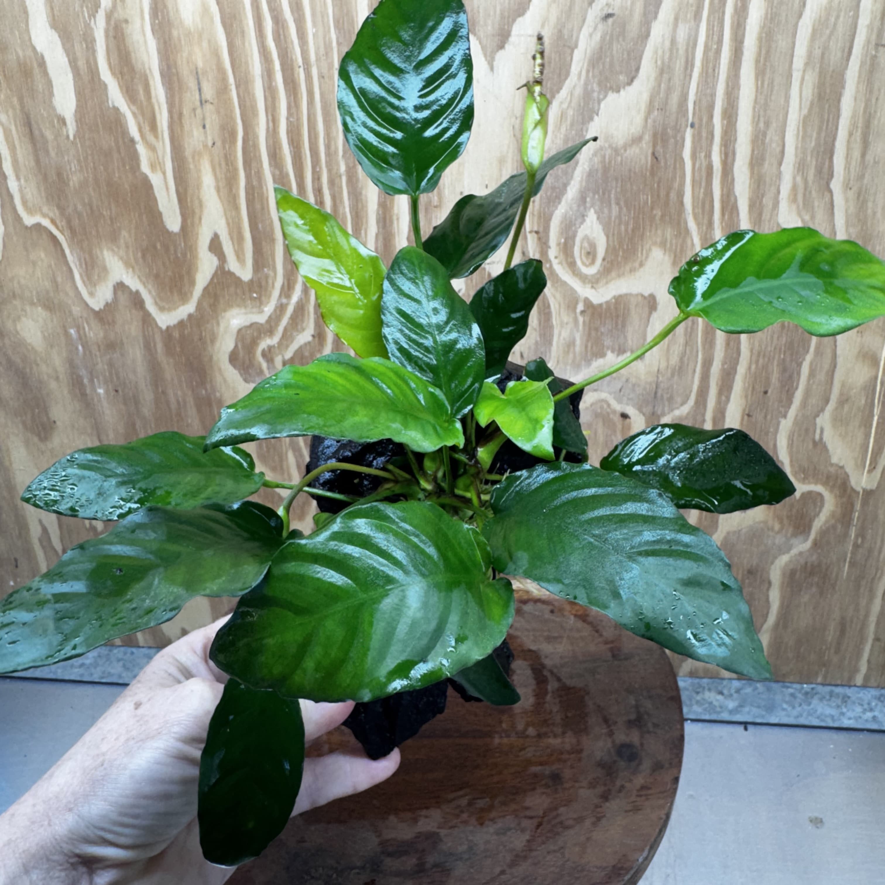 Scapeshop.com.au One Only Anubias Paco on Medium Driftwood Creation - One Only - Delicate Anubias Paco on Medium Driftwood - One Only - Aquarium Plants Australia