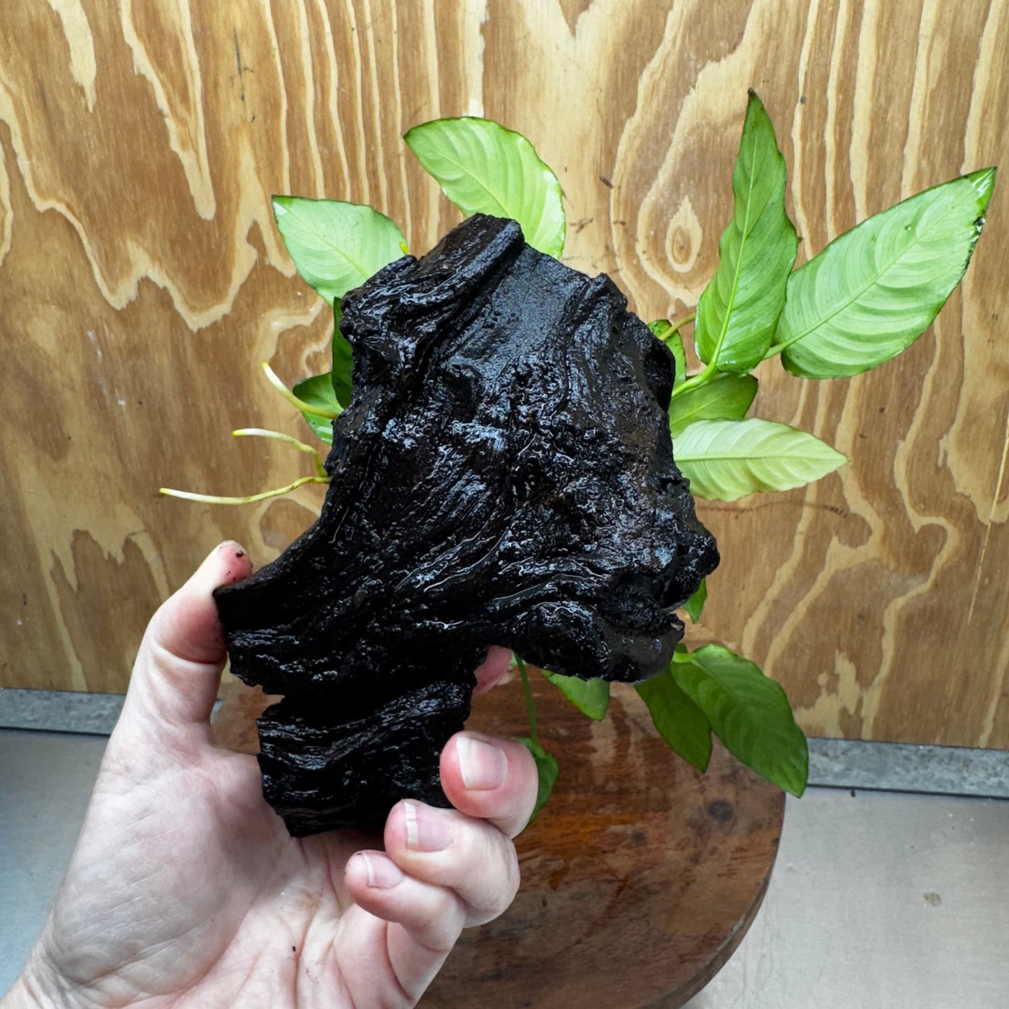 Scapeshop.com.au One Only Anubias Paco on Medium Driftwood Creation - One Only - Delicate Anubias Paco on Medium Driftwood - One Only - Aquarium Plants Australia
