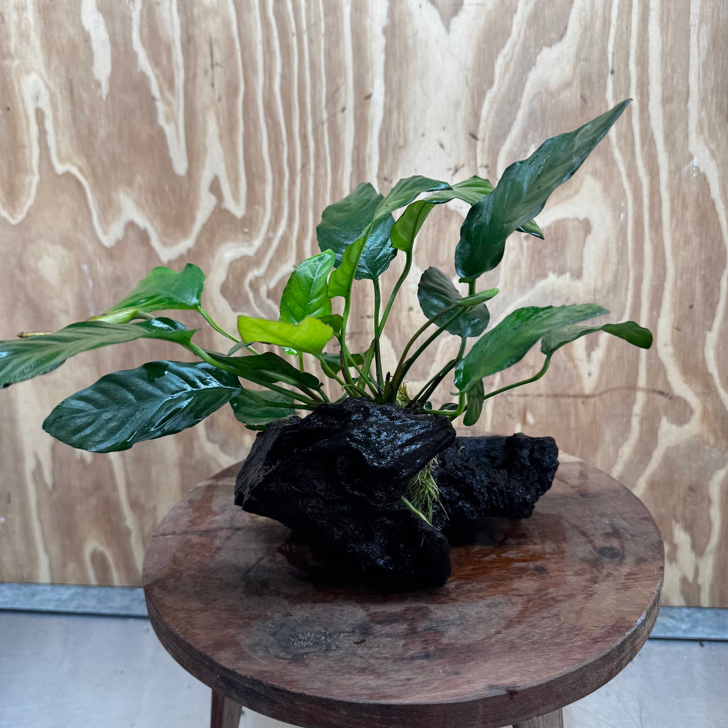 Scapeshop.com.au One Only Anubias Paco on Medium Driftwood Creation - One Only - Delicate Anubias Paco on Medium Driftwood - One Only - Aquarium Plants Australia