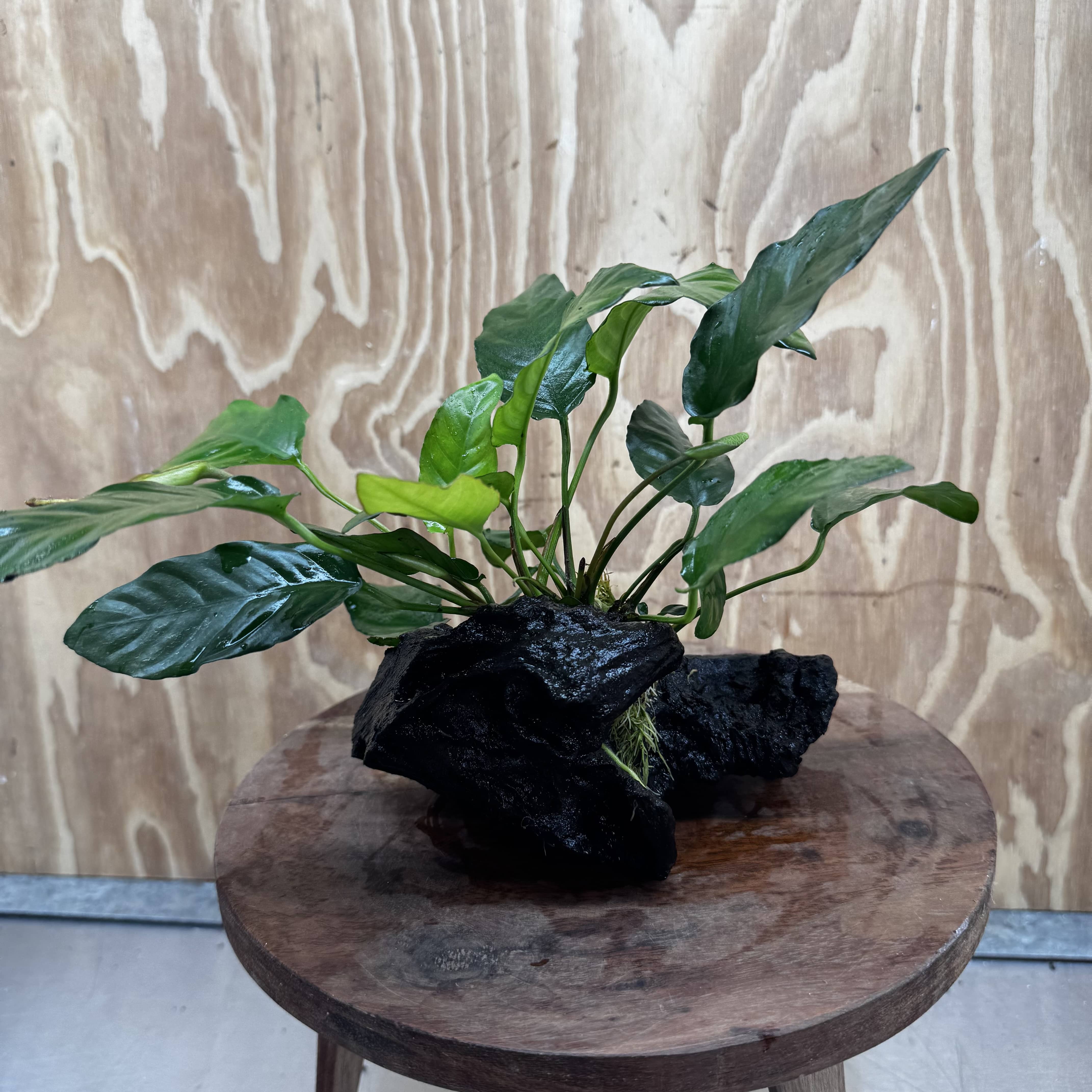 Scapeshop.com.au One Only Anubias Paco on Medium Driftwood Creation - One Only - Delicate Anubias Paco on Medium Driftwood - One Only - Aquarium Plants Australia