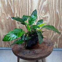 Scapeshop.com.au One Only Anubias Paco on Medium Driftwood Creation - One Only - Delicate Anubias Paco on Medium Driftwood - One Only - Aquarium Plants Australia