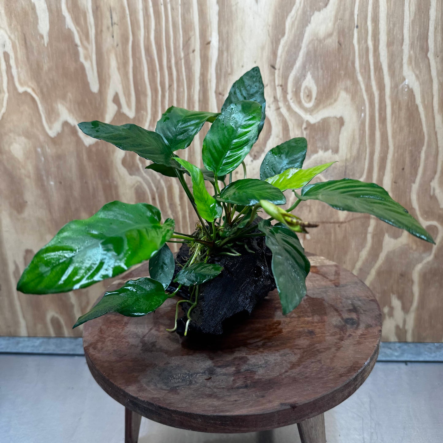 Scapeshop.com.au One Only Anubias Paco on Medium Driftwood Creation - One Only - Delicate Anubias Paco on Medium Driftwood - One Only - Aquarium Plants Australia
