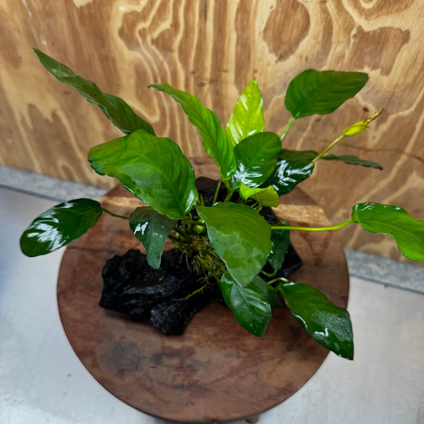 Scapeshop.com.au One Only Anubias Paco on Medium Driftwood Creation - One Only - Delicate Anubias Paco on Medium Driftwood - One Only - Aquarium Plants Australia