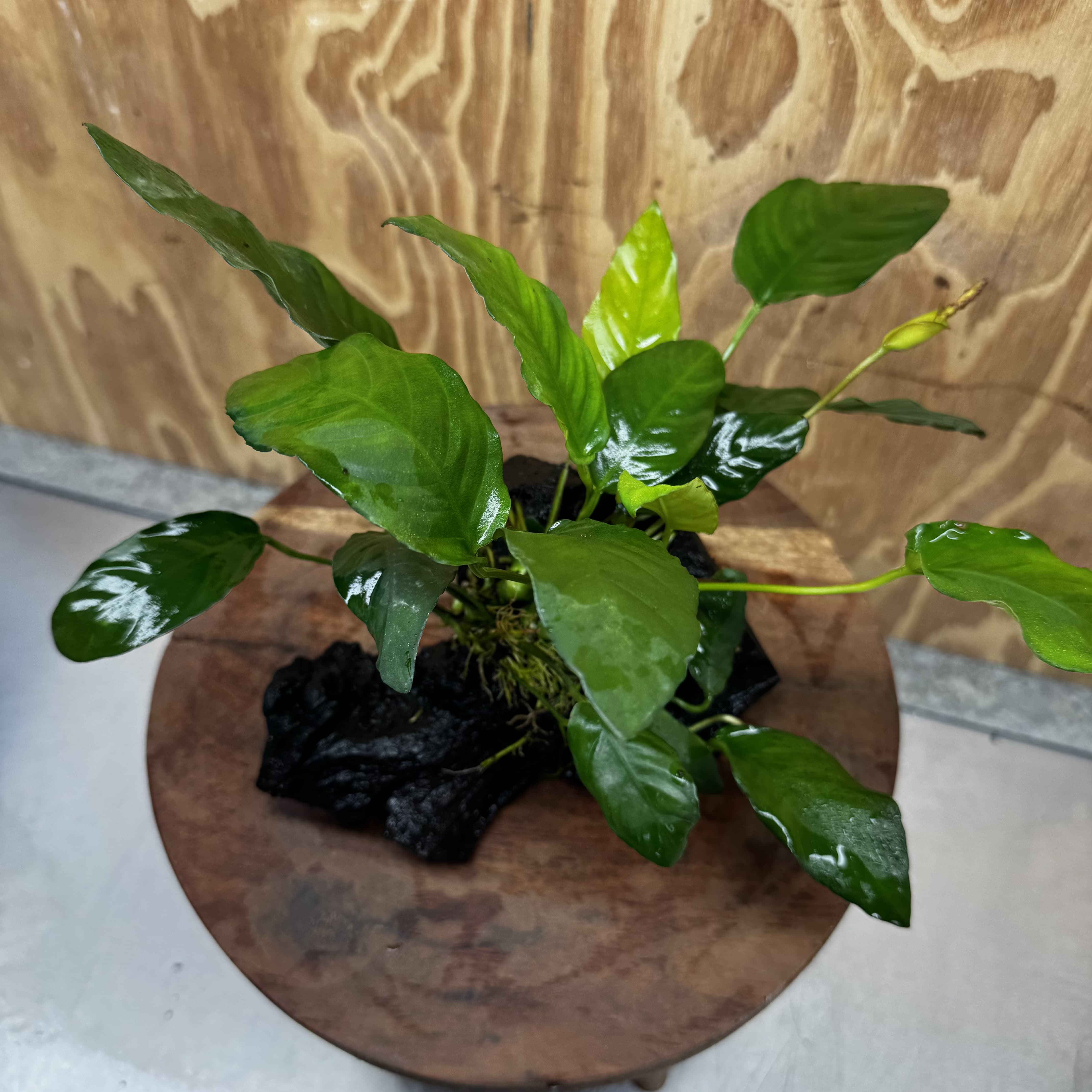 Scapeshop.com.au One Only Anubias Paco on Medium Driftwood Creation - One Only - Delicate Anubias Paco on Medium Driftwood - One Only - Aquarium Plants Australia