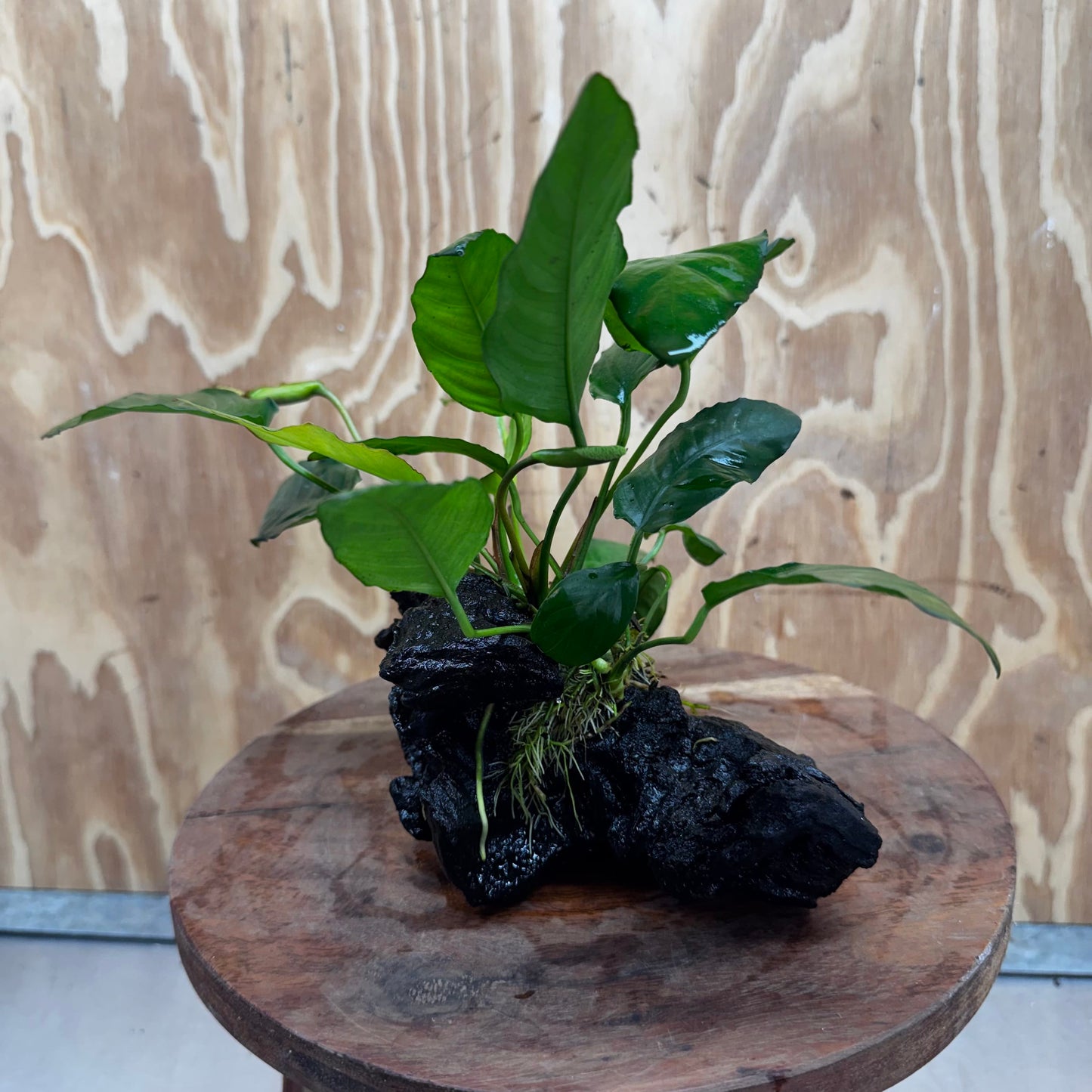 Scapeshop.com.au One Only Anubias Paco on Medium Driftwood Creation - One Only - Delicate Anubias Paco on Medium Driftwood - One Only - Aquarium Plants Australia