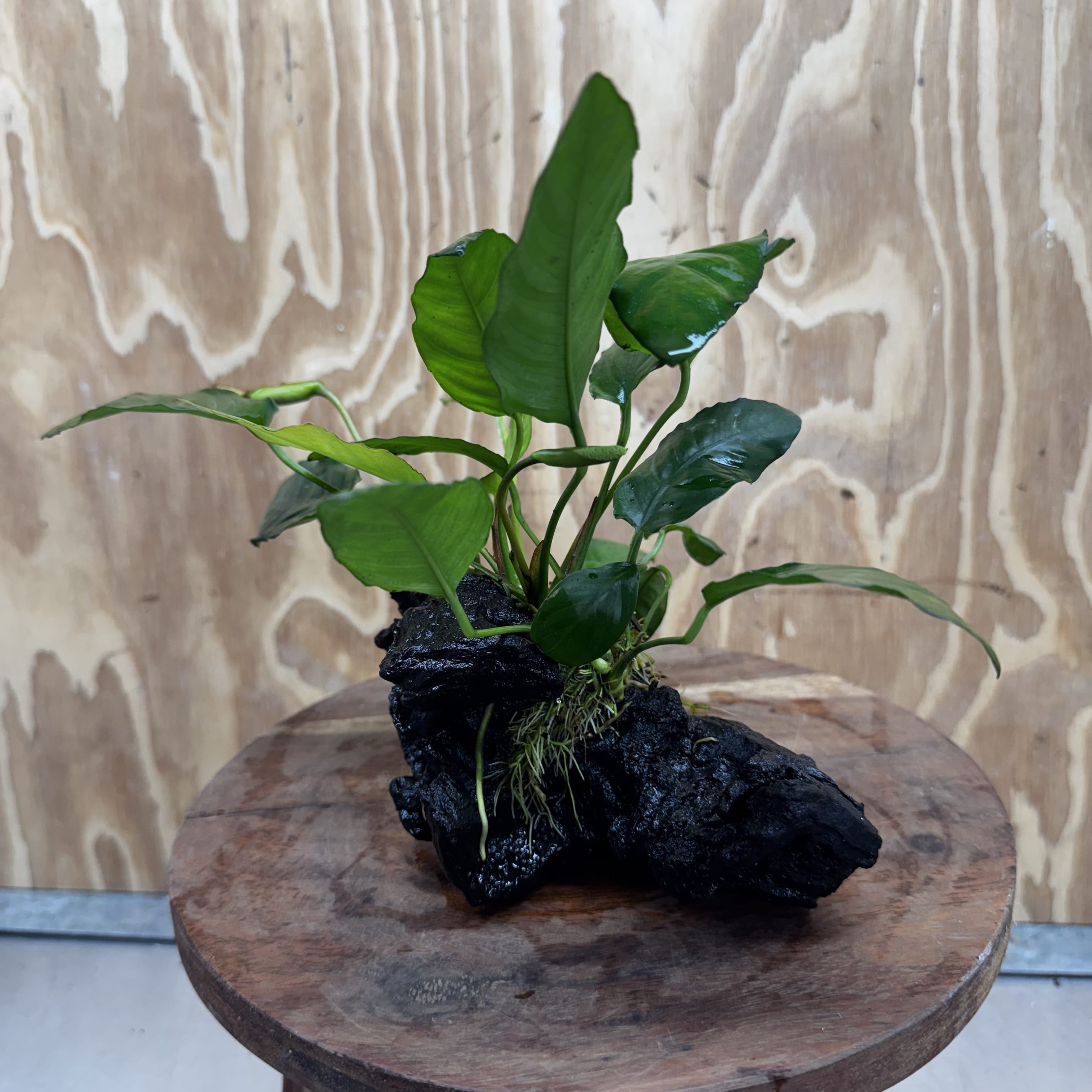 Scapeshop.com.au One Only Anubias Paco on Medium Driftwood Creation - One Only - Delicate Anubias Paco on Medium Driftwood - One Only - Aquarium Plants Australia