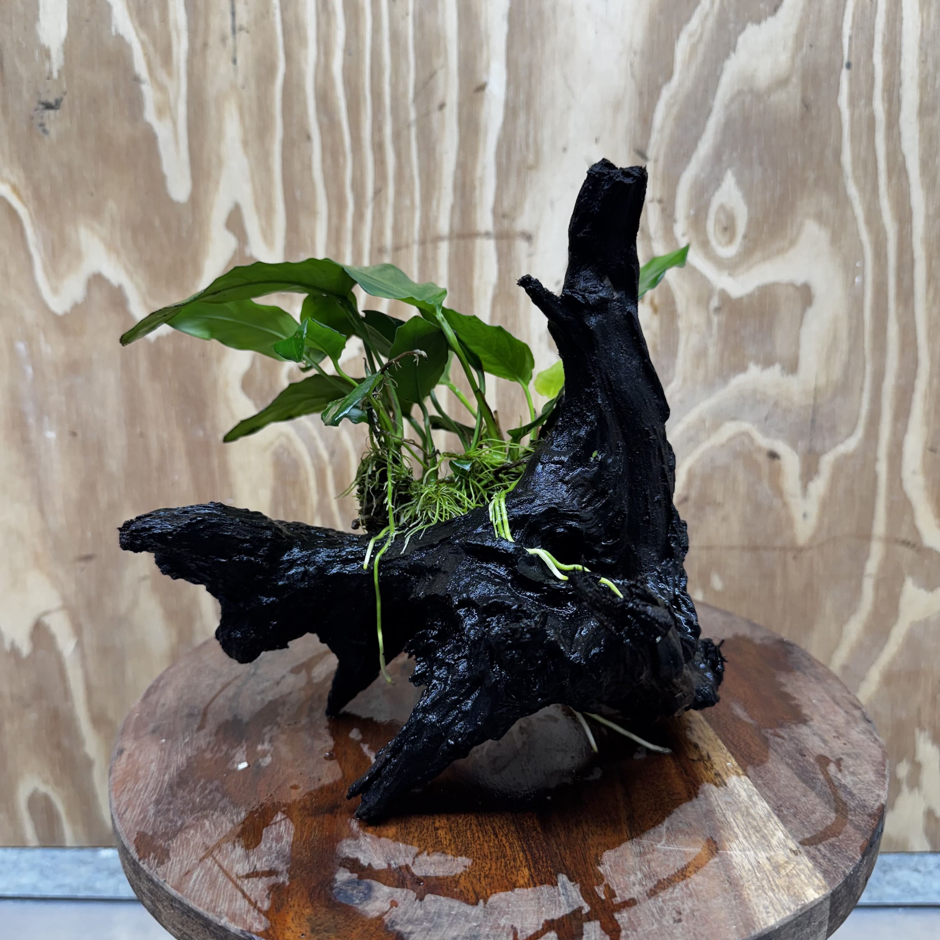 Scapeshop.com.au One Only Anubias Paco on Medium Driftwood Creation - One Only - Delicate Anubias Paco on Medium Driftwood - One Only - Aquarium Plants Australia
