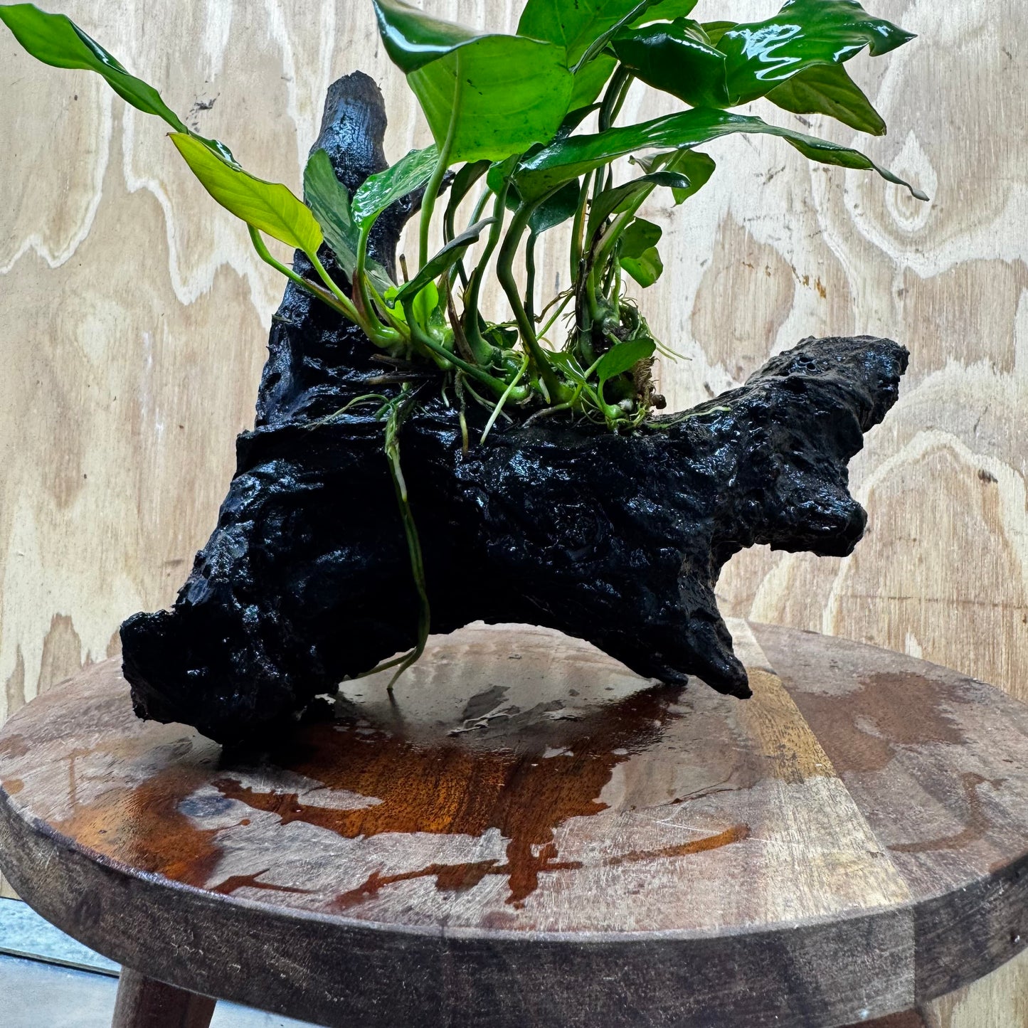 Scapeshop.com.au One Only Anubias Paco on Medium Driftwood Creation - One Only - Delicate Anubias Paco on Medium Driftwood - One Only - Aquarium Plants Australia