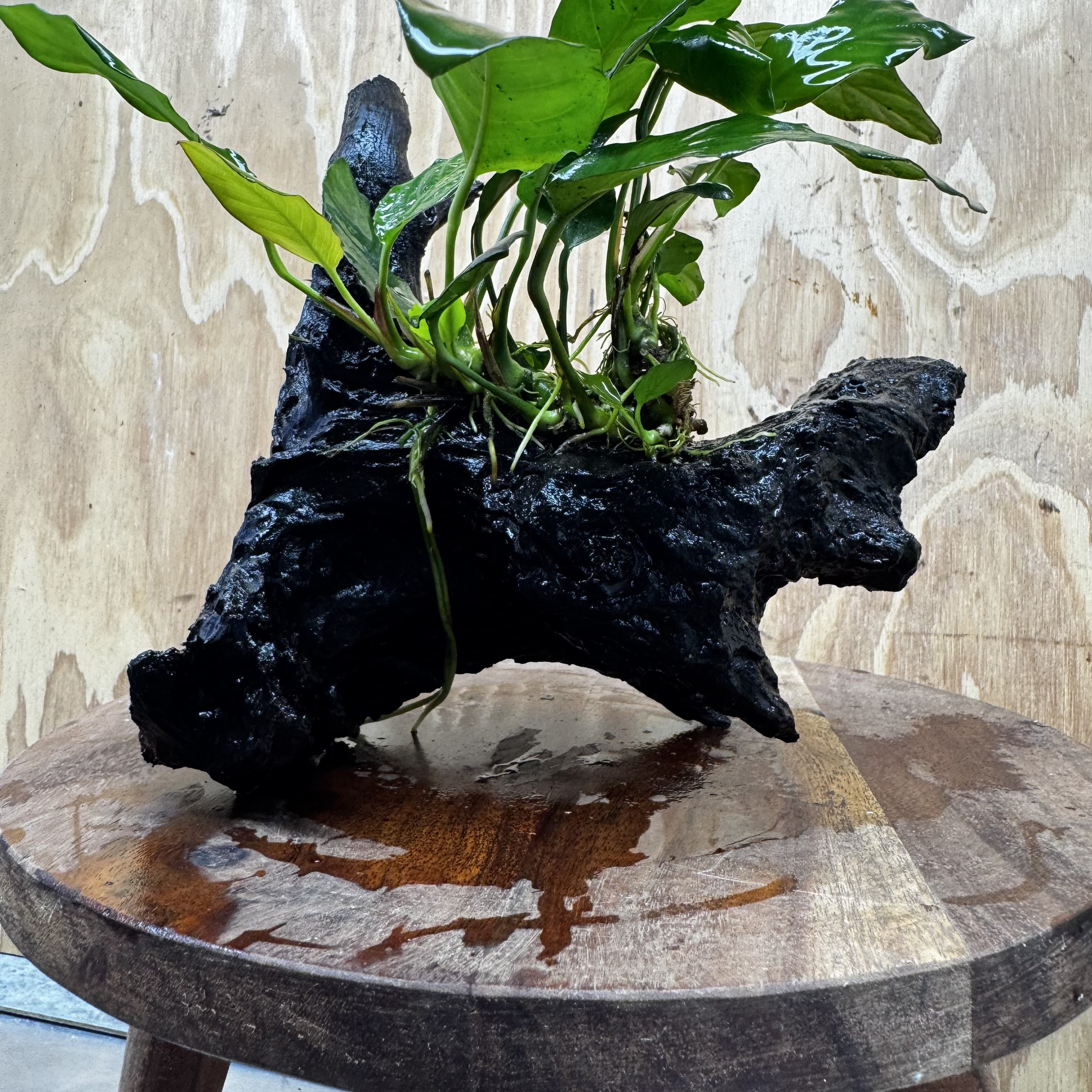 Scapeshop.com.au One Only Anubias Paco on Medium Driftwood Creation - One Only - Delicate Anubias Paco on Medium Driftwood - One Only - Aquarium Plants Australia