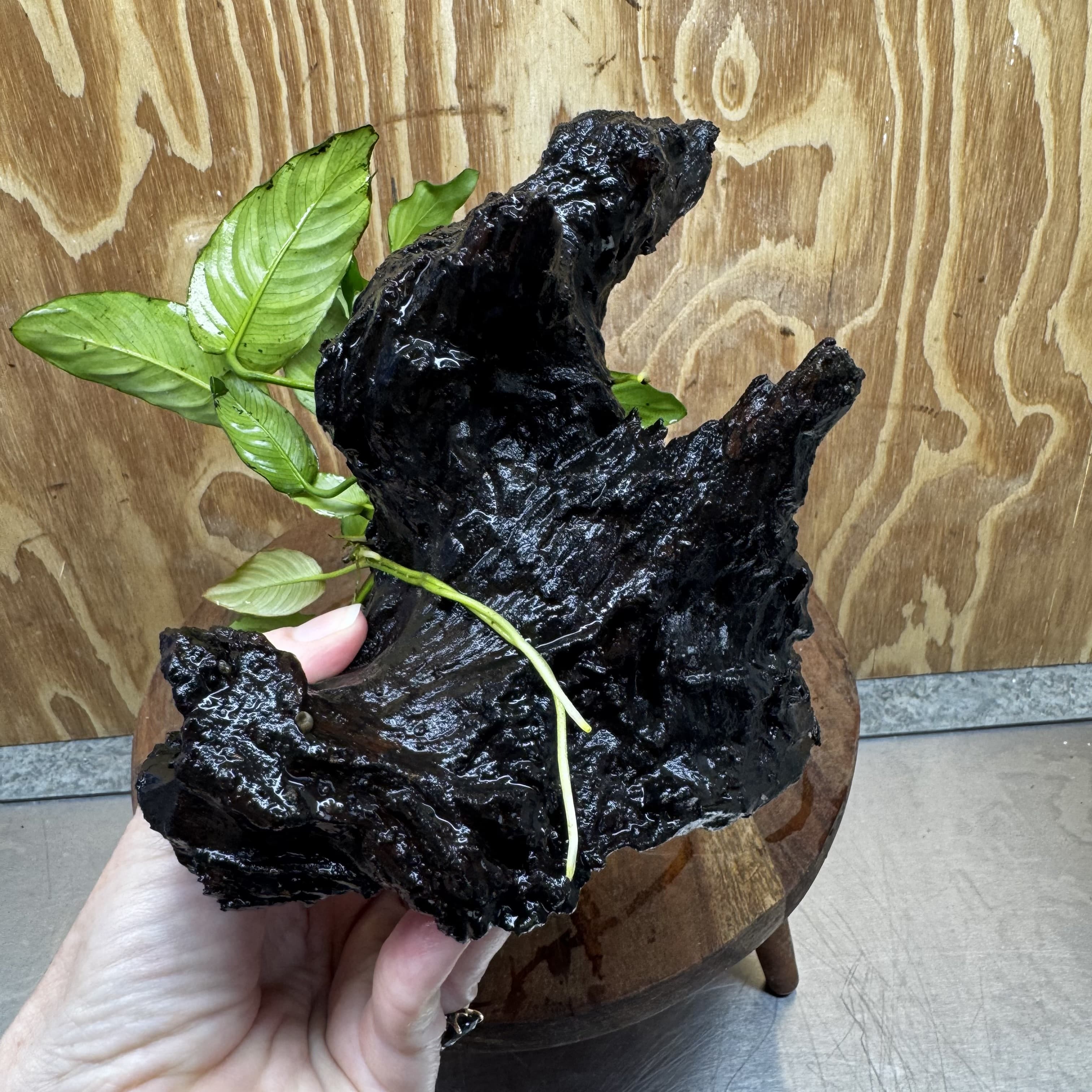 Scapeshop.com.au One Only Anubias Paco on Medium Driftwood Creation - One Only - Delicate Anubias Paco on Medium Driftwood - One Only - Aquarium Plants Australia
