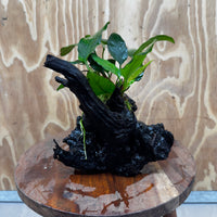 Scapeshop.com.au One Only Anubias Paco on Medium Driftwood Creation - One Only - Delicate Anubias Paco on Medium Driftwood - One Only - Aquarium Plants Australia