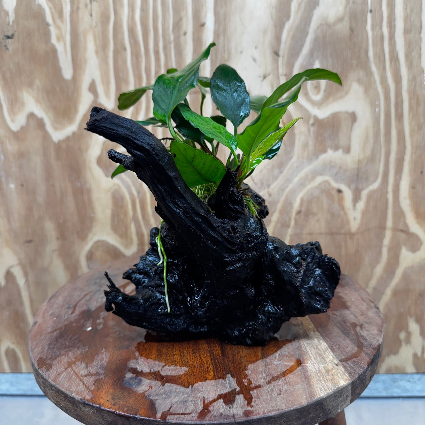 Scapeshop.com.au One Only Anubias Paco on Medium Driftwood Creation - One Only - Delicate Anubias Paco on Medium Driftwood - One Only - Aquarium Plants Australia