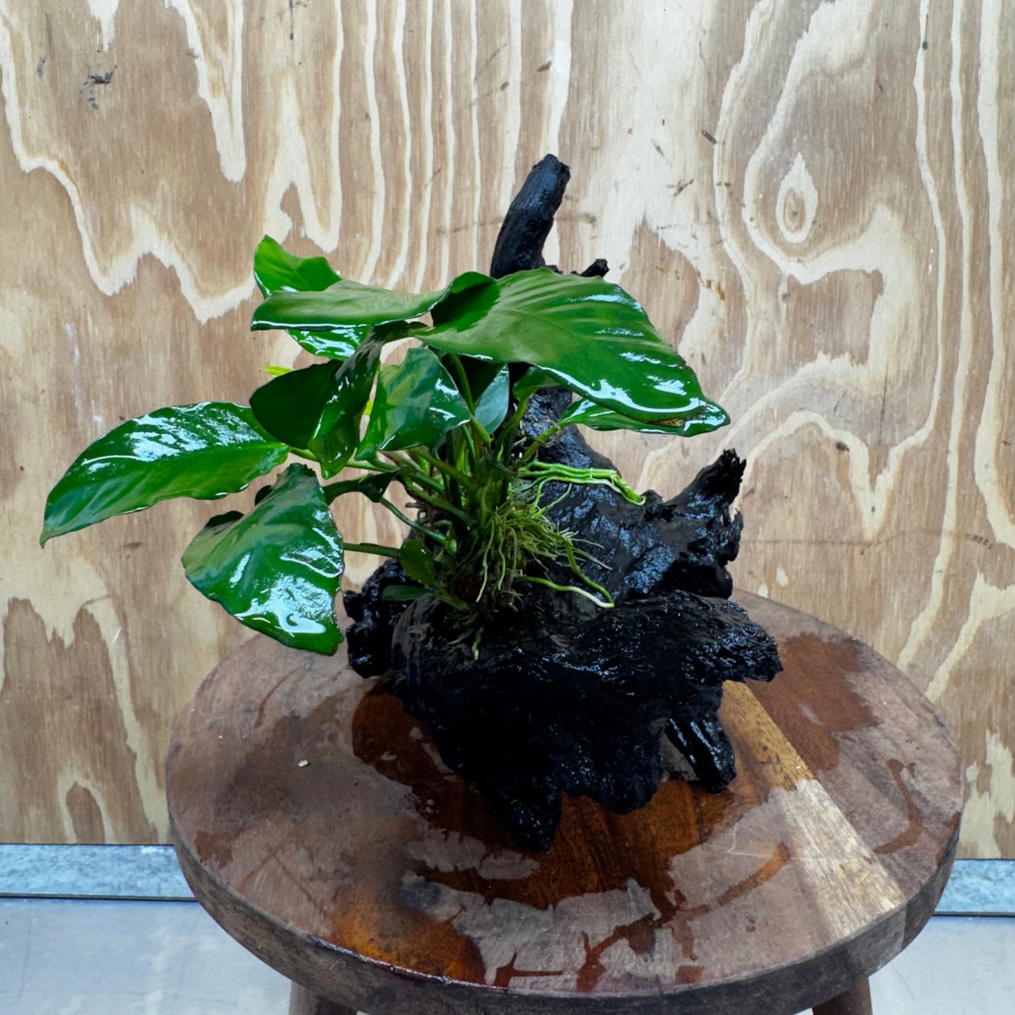 Scapeshop.com.au One Only Anubias Paco on Medium Driftwood Creation - One Only - Delicate Anubias Paco on Medium Driftwood - One Only - Aquarium Plants Australia