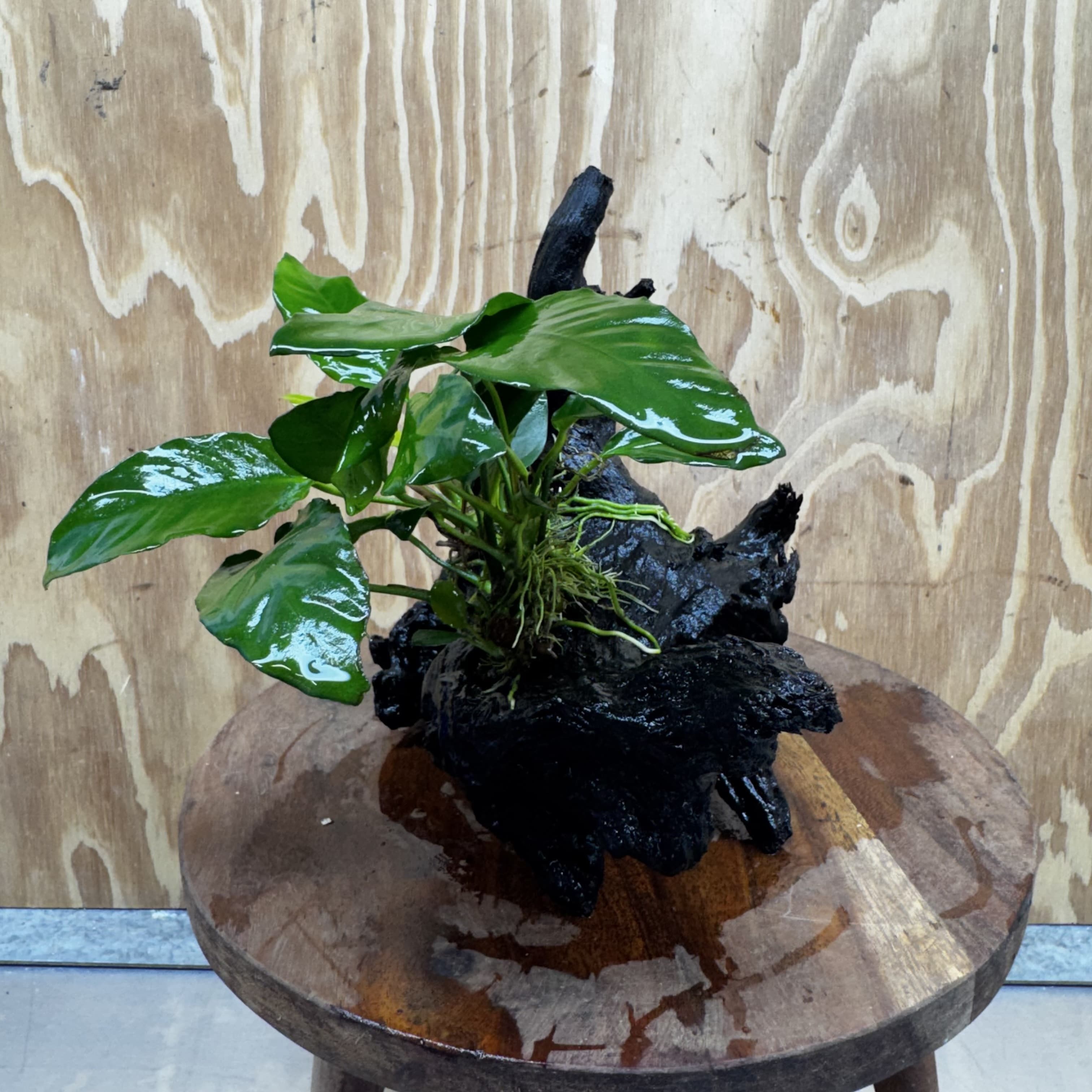 Scapeshop.com.au One Only Anubias Paco on Medium Driftwood Creation - One Only - Delicate Anubias Paco on Medium Driftwood - One Only - Aquarium Plants Australia