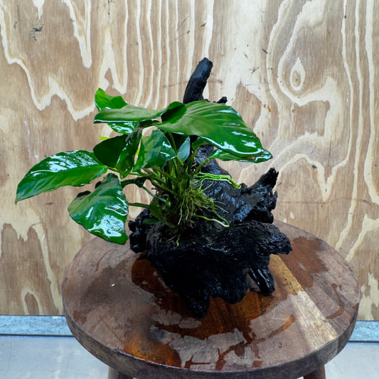 Scapeshop.com.au One Only Anubias Paco on Medium Driftwood Creation - One Only - Delicate Anubias Paco on Medium Driftwood - One Only - Aquarium Plants Australia