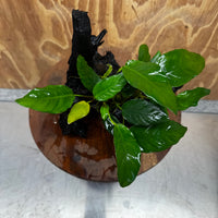 Scapeshop.com.au One Only Anubias Paco on Medium Driftwood Creation - One Only - Delicate Anubias Paco on Medium Driftwood - One Only - Aquarium Plants Australia