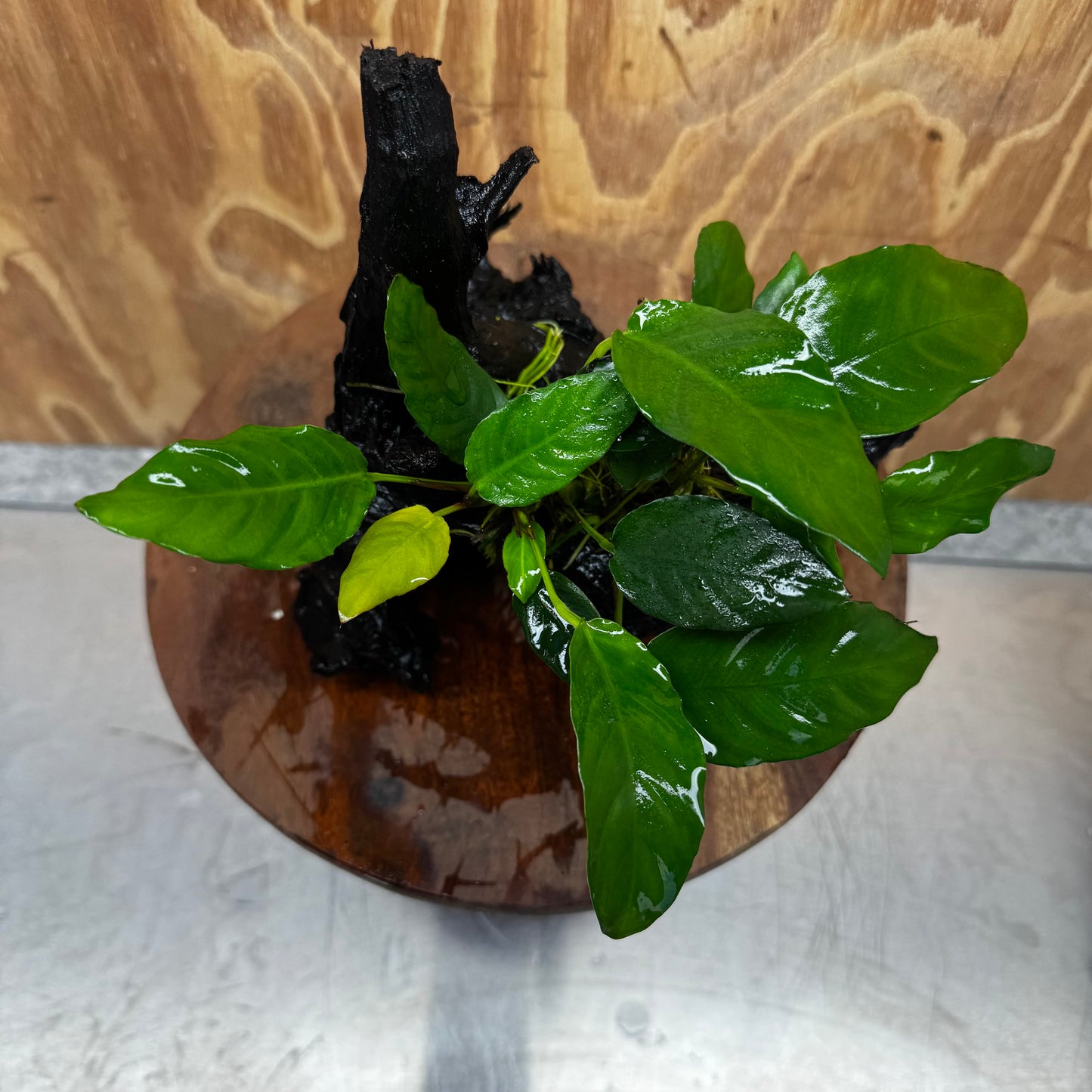 Scapeshop.com.au One Only Anubias Paco on Medium Driftwood Creation - One Only - Delicate Anubias Paco on Medium Driftwood - One Only - Aquarium Plants Australia