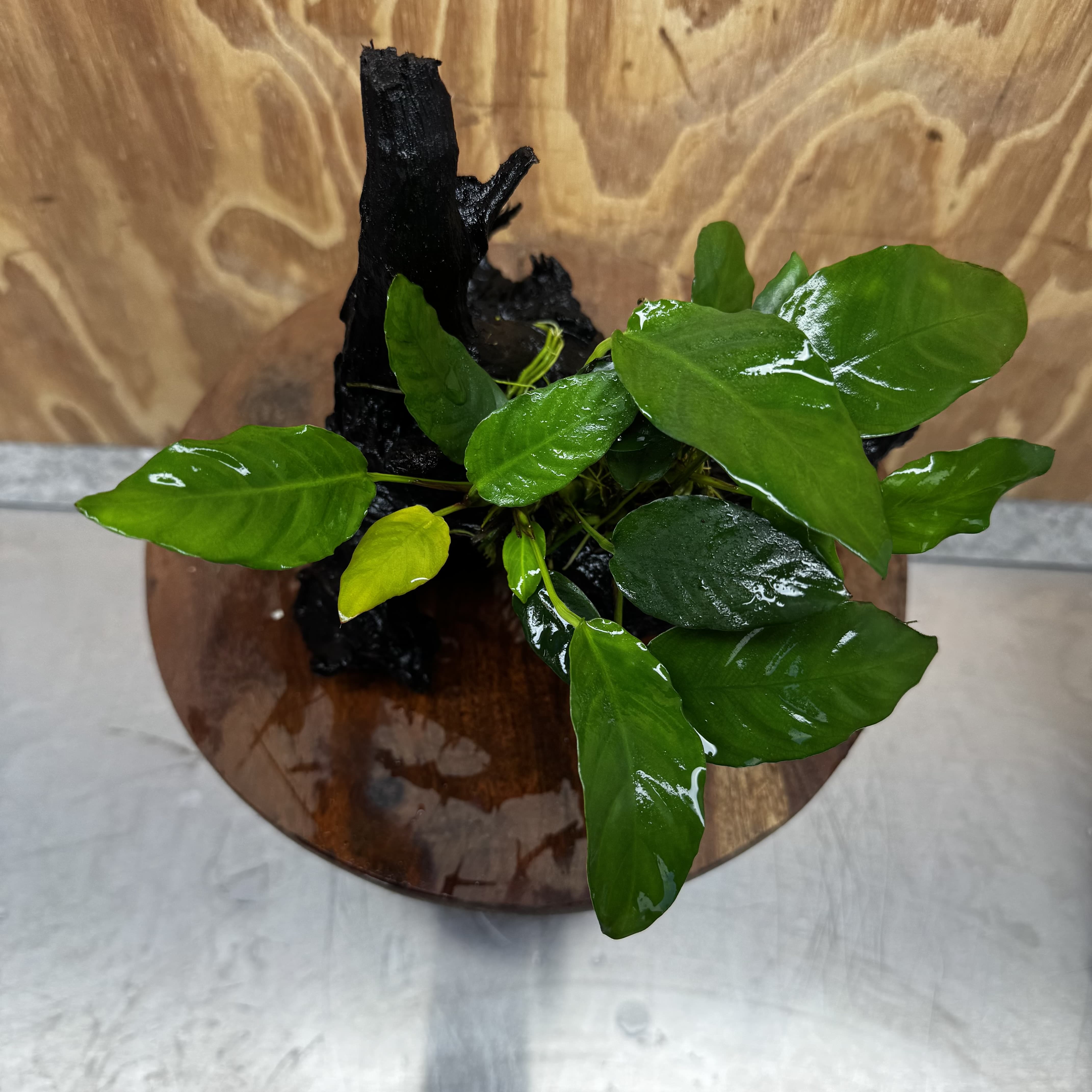 Scapeshop.com.au One Only Anubias Paco on Medium Driftwood Creation - One Only - Delicate Anubias Paco on Medium Driftwood - One Only - Aquarium Plants Australia