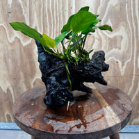 Scapeshop.com.au One Only Anubias Paco on Medium Driftwood Creation - One Only - Delicate Anubias Paco on Medium Driftwood - One Only - Aquarium Plants Australia