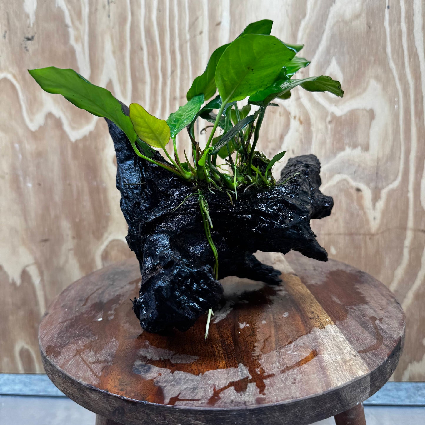 Scapeshop.com.au One Only Anubias Paco on Medium Driftwood Creation - One Only - Delicate Anubias Paco on Medium Driftwood - One Only - Aquarium Plants Australia