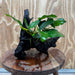 Scapeshop.com.au One Only Anubias Paco on Medium Driftwood Creation - One Only - Delicate Anubias Paco on Medium Driftwood - One Only - Aquarium Plants Australia