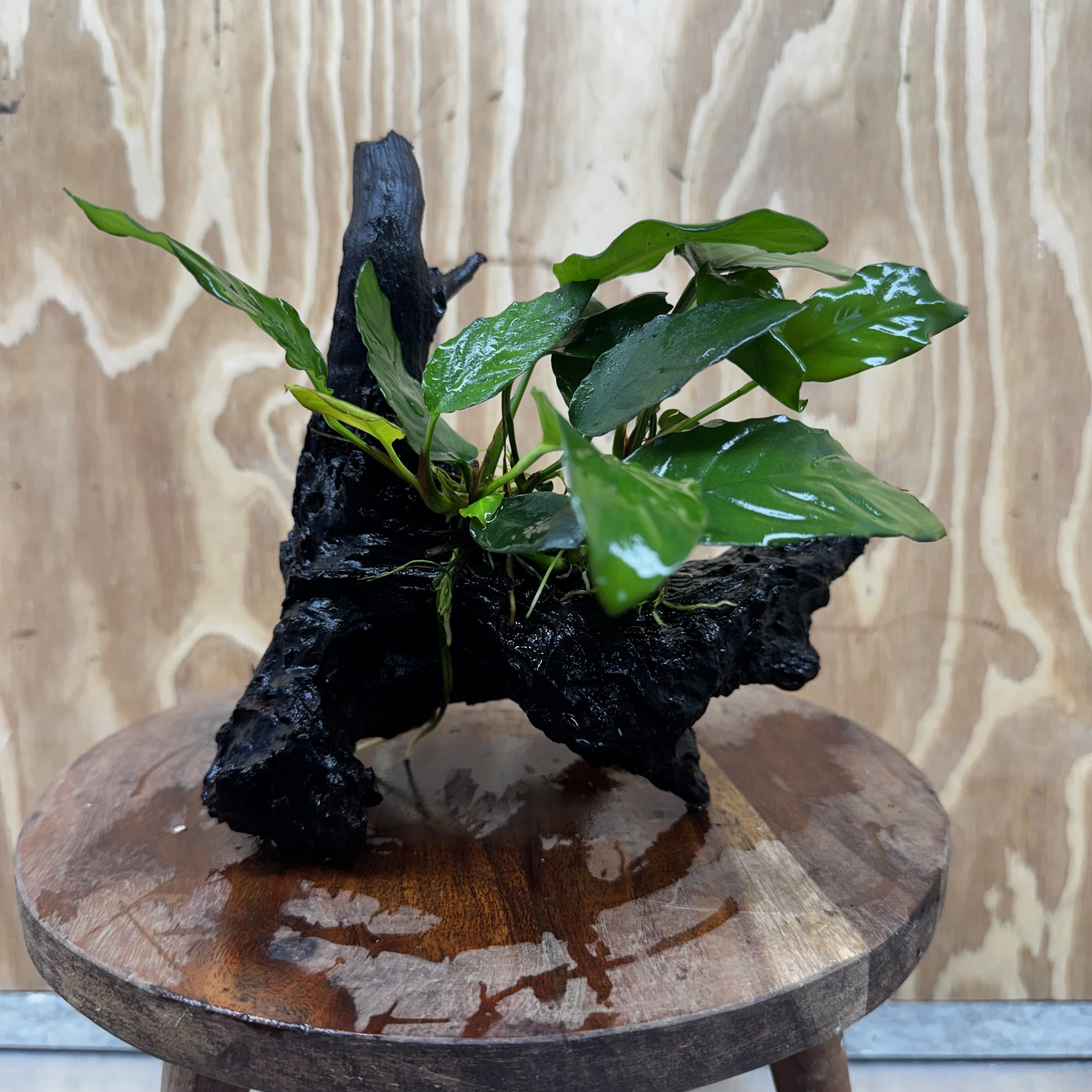 Scapeshop.com.au One Only Anubias Paco on Medium Driftwood Creation - One Only - Delicate Anubias Paco on Medium Driftwood - One Only - Aquarium Plants Australia