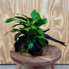 Pisces Enterprises One Only Anubias 'Paco' on Medium Driftwood Creation - One Only - Dramatic Anubias Petite Emerald Heart on Medium Driftwood - ONE ONLY - Scapeshop