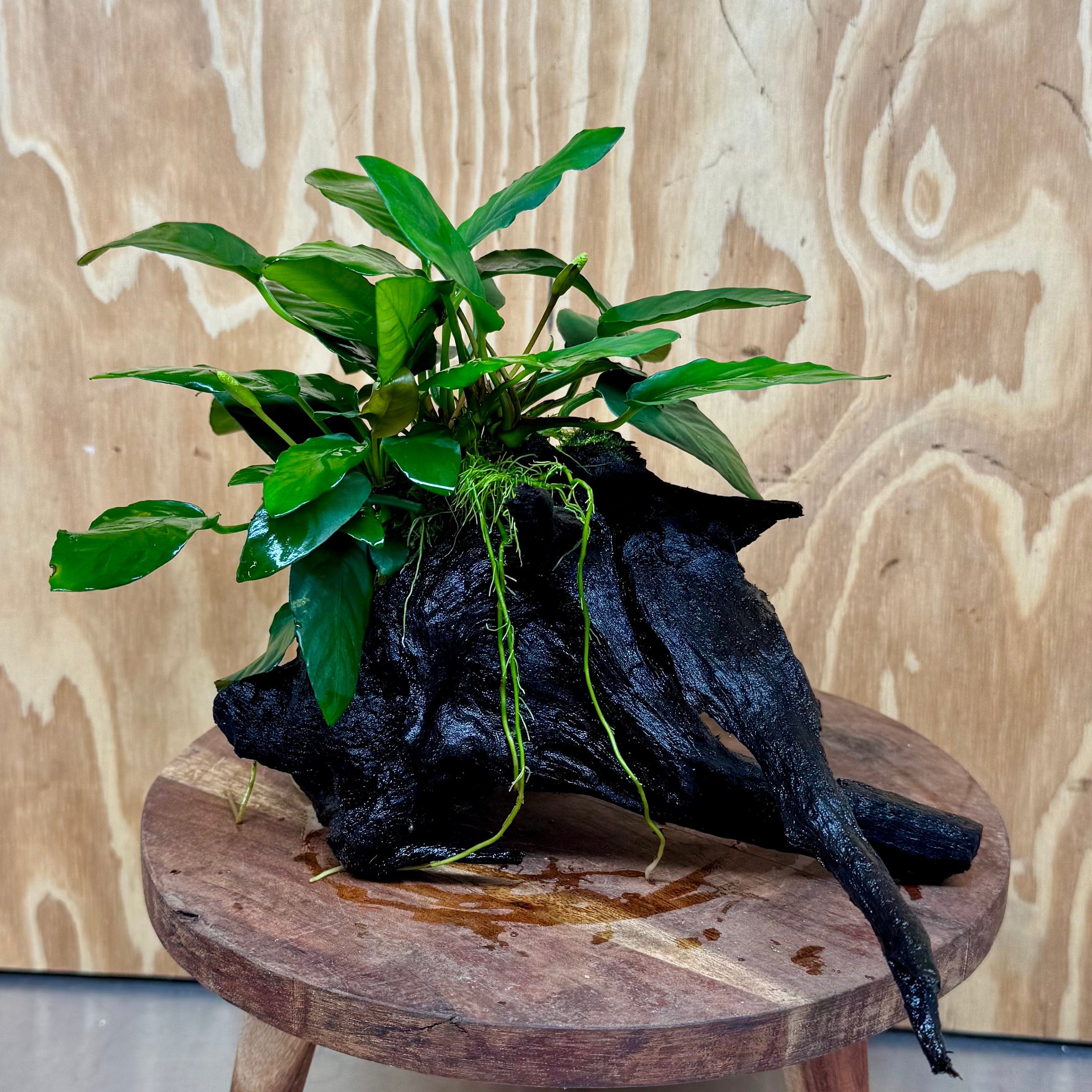 Pisces Enterprises One Only Anubias 'Paco' on Medium Driftwood Creation - One Only - Dramatic Anubias Petite Emerald Heart on Medium Driftwood - ONE ONLY - Scapeshop