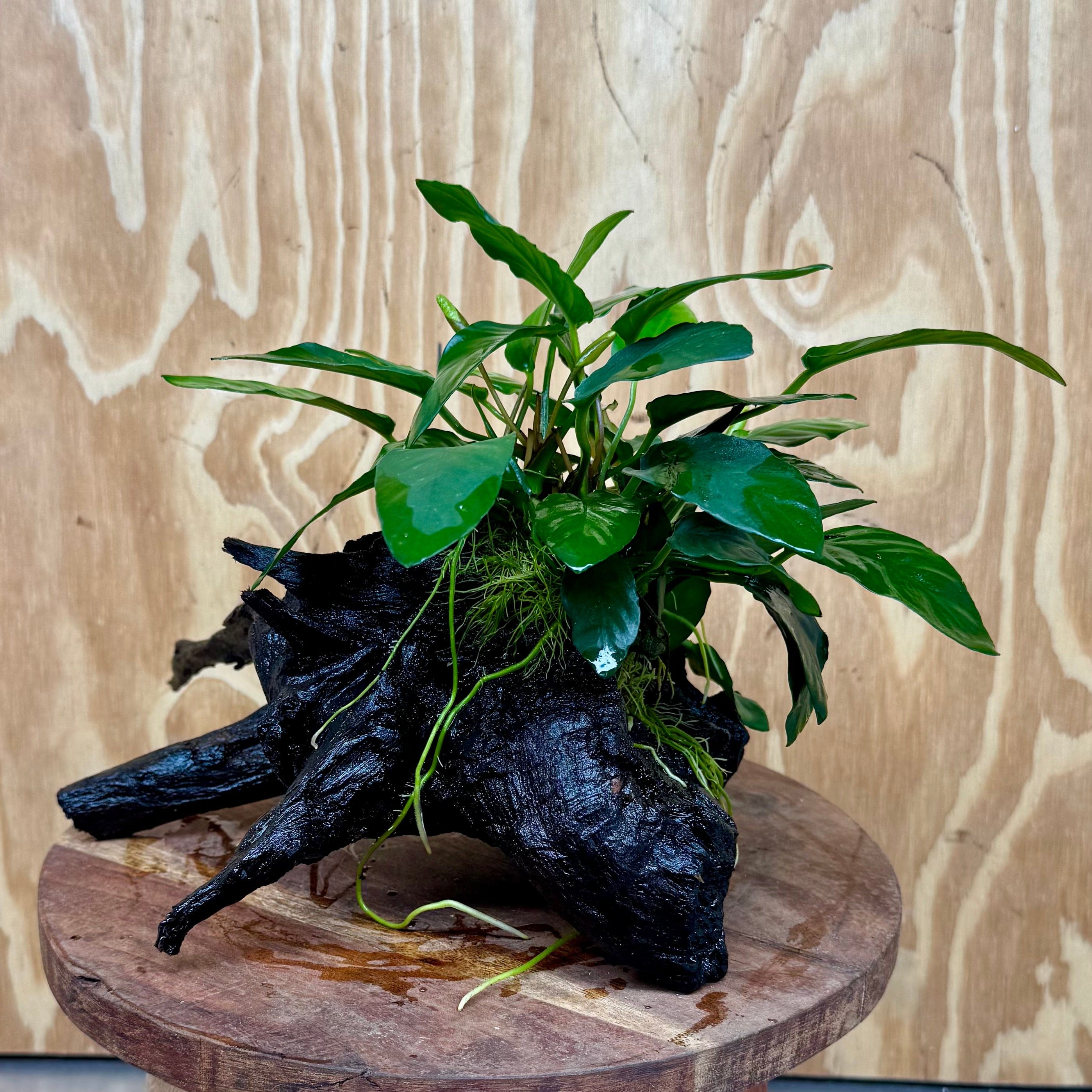 Pisces Enterprises One Only Anubias 'Paco' on Medium Driftwood Creation - One Only - Dramatic Anubias Petite Emerald Heart on Medium Driftwood - ONE ONLY - Scapeshop