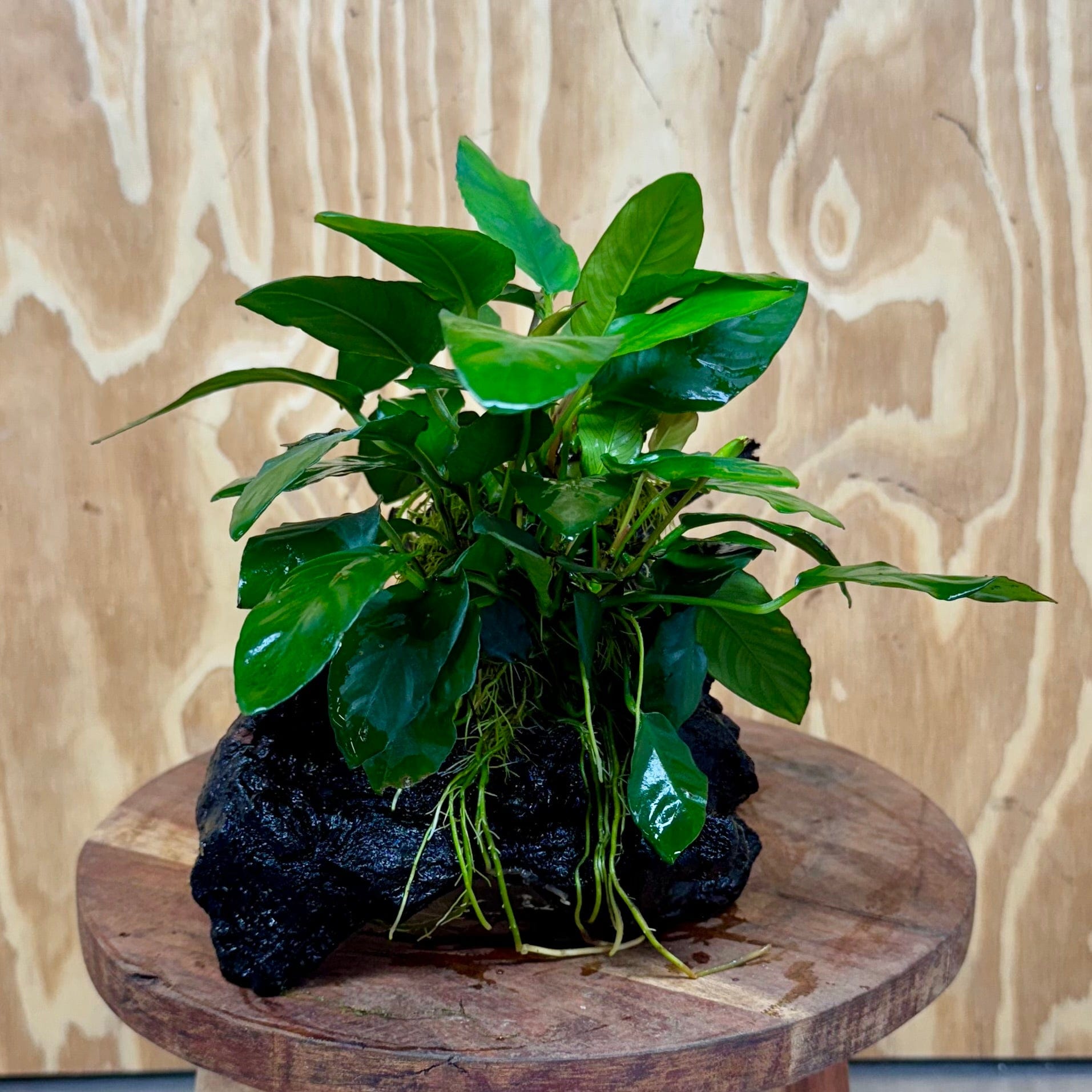 Pisces Enterprises One Only Anubias 'Paco' on Medium Driftwood Creation - One Only - Dramatic Anubias Petite Emerald Heart on Medium Driftwood - ONE ONLY - Scapeshop