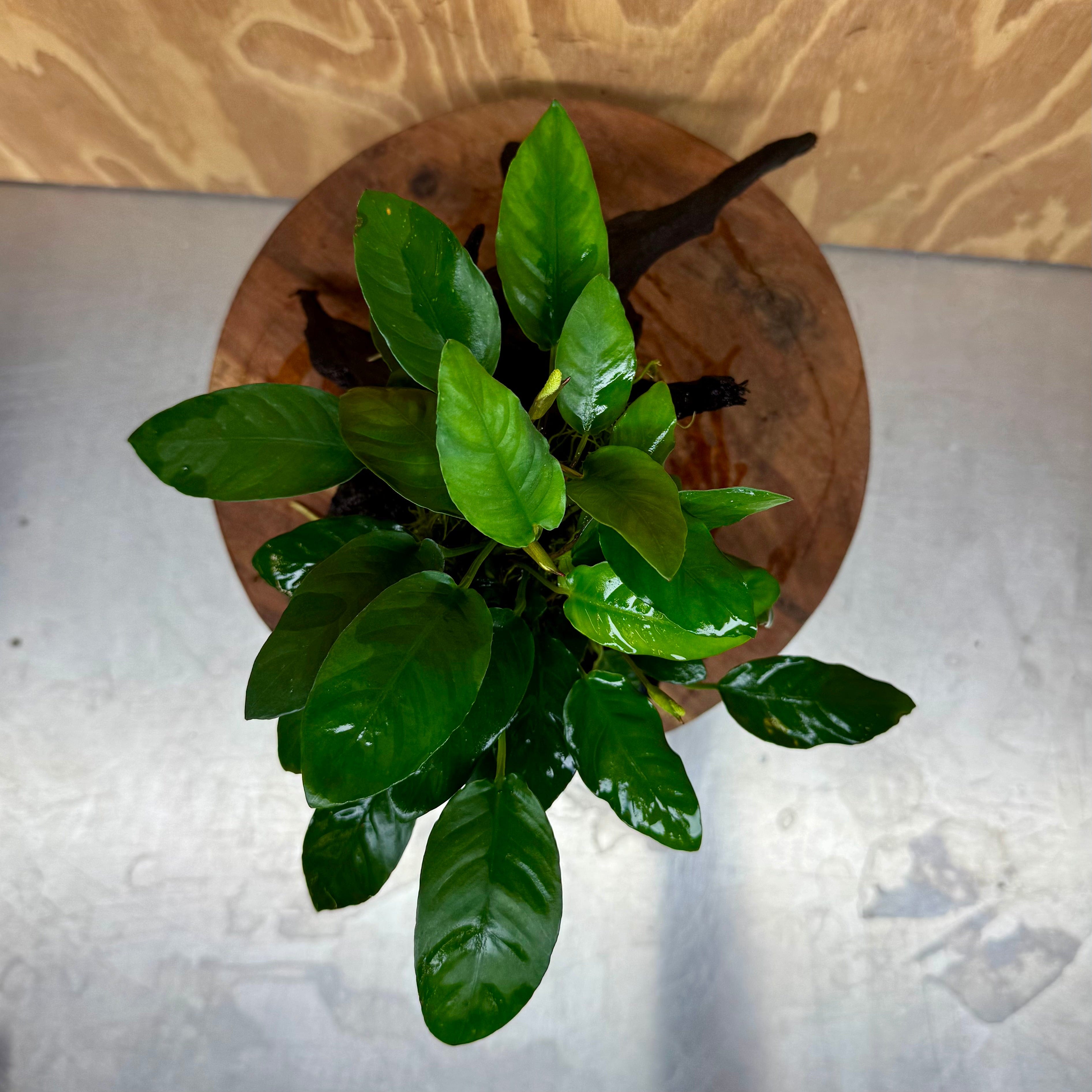 Pisces Enterprises One Only Anubias 'Paco' on Medium Driftwood Creation - One Only - Dramatic Anubias Petite Emerald Heart on Medium Driftwood - ONE ONLY - Scapeshop