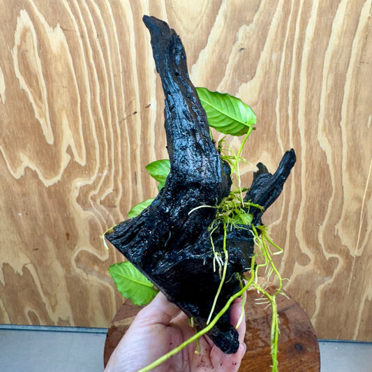 Pisces Enterprises One Only Anubias 'Paco' on Medium Driftwood Creation - One Only - Dramatic Anubias Petite Emerald Heart on Medium Driftwood - ONE ONLY - Scapeshop