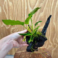 Pisces Enterprises One Only Anubias 'Paco' on Medium Driftwood Creation - One Only - Dramatic Anubias Petite Emerald Heart on Medium Driftwood - ONE ONLY - Scapeshop