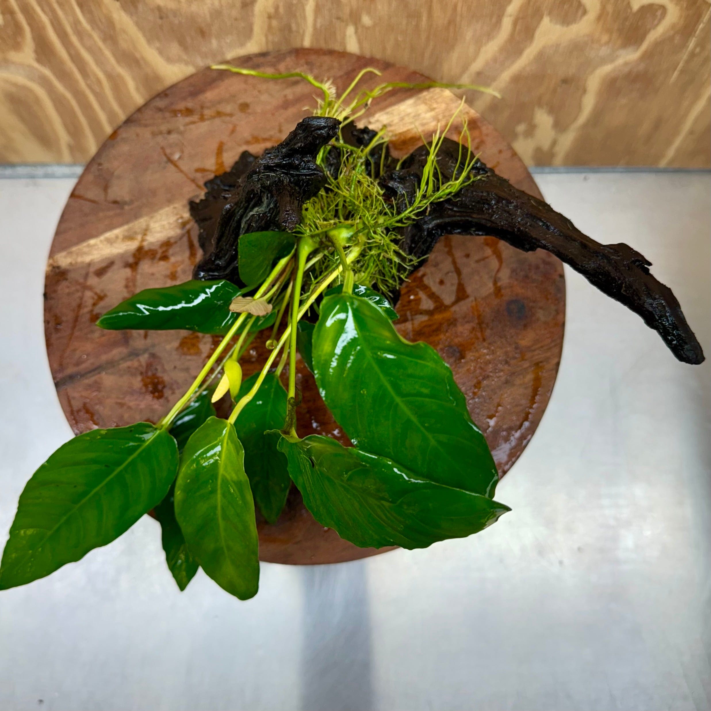 Pisces Enterprises One Only Anubias 'Paco' on Medium Driftwood Creation - One Only - Dramatic Anubias Petite Emerald Heart on Medium Driftwood - ONE ONLY - Scapeshop