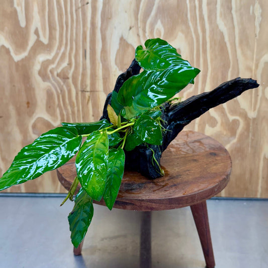 Pisces Enterprises One Only Anubias 'Paco' on Medium Driftwood Creation - One Only - Dramatic Anubias Petite Emerald Heart on Medium Driftwood - ONE ONLY - Scapeshop