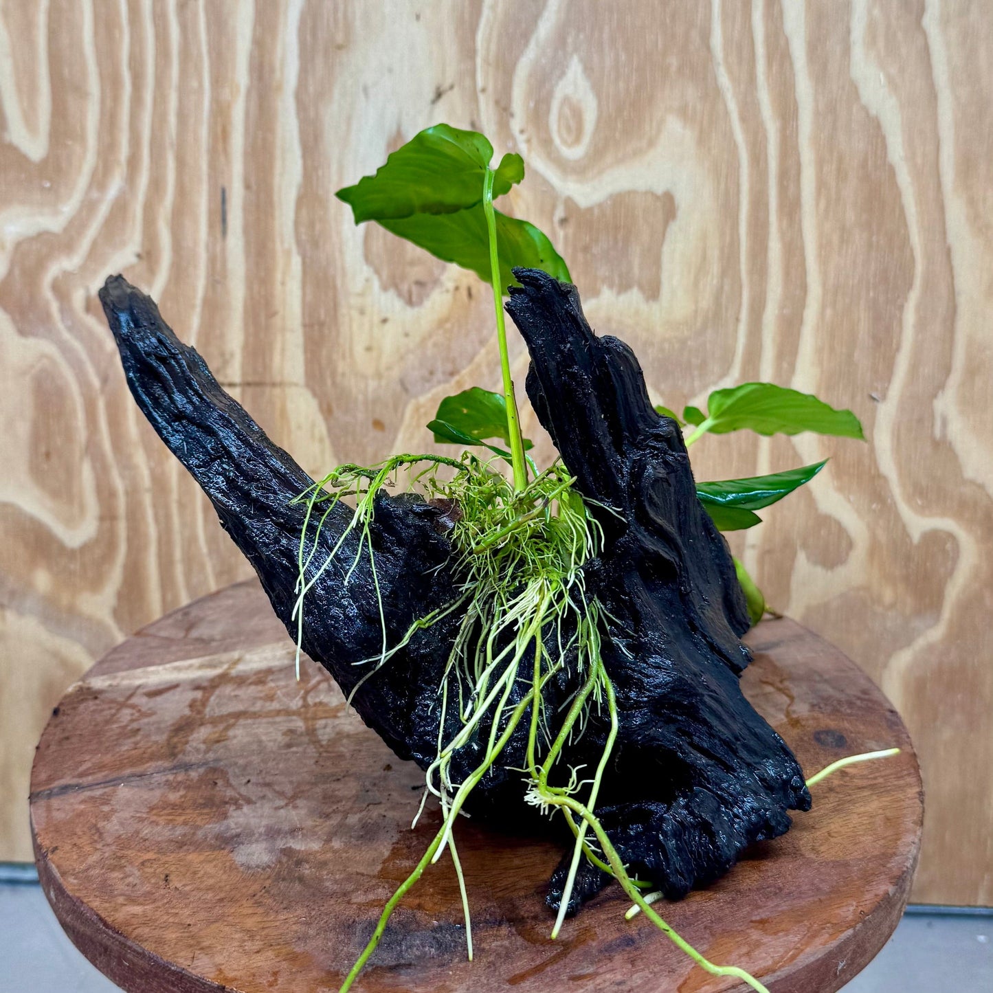 Pisces Enterprises One Only Anubias 'Paco' on Medium Driftwood Creation - One Only - Dramatic Anubias Petite Emerald Heart on Medium Driftwood - ONE ONLY - Scapeshop