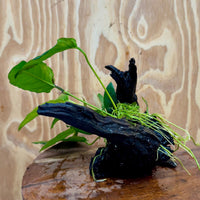 Pisces Enterprises One Only Anubias 'Paco' on Medium Driftwood Creation - One Only - Dramatic Anubias Petite Emerald Heart on Medium Driftwood - ONE ONLY - Scapeshop