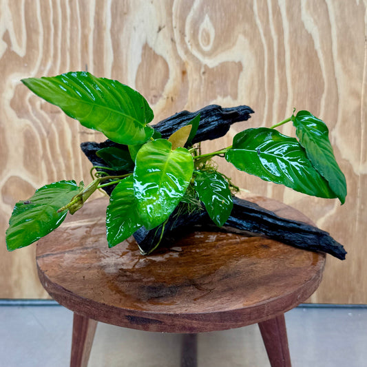 Pisces Enterprises One Only Anubias 'Paco' on Medium Driftwood Creation - One Only - Dramatic Anubias Petite Emerald Heart on Medium Driftwood - ONE ONLY - Scapeshop