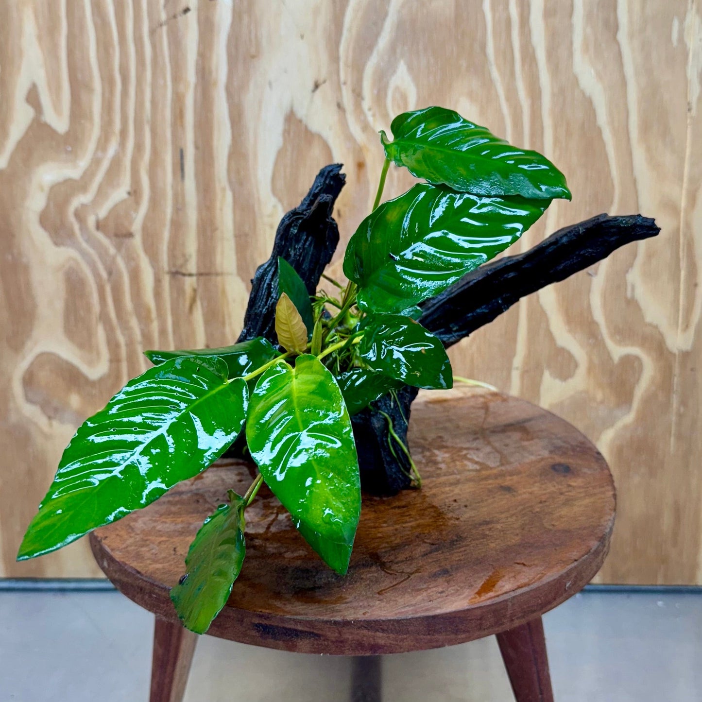 Pisces Enterprises One Only Anubias 'Paco' on Medium Driftwood Creation - One Only - Dramatic Anubias Petite Emerald Heart on Medium Driftwood - ONE ONLY - Scapeshop