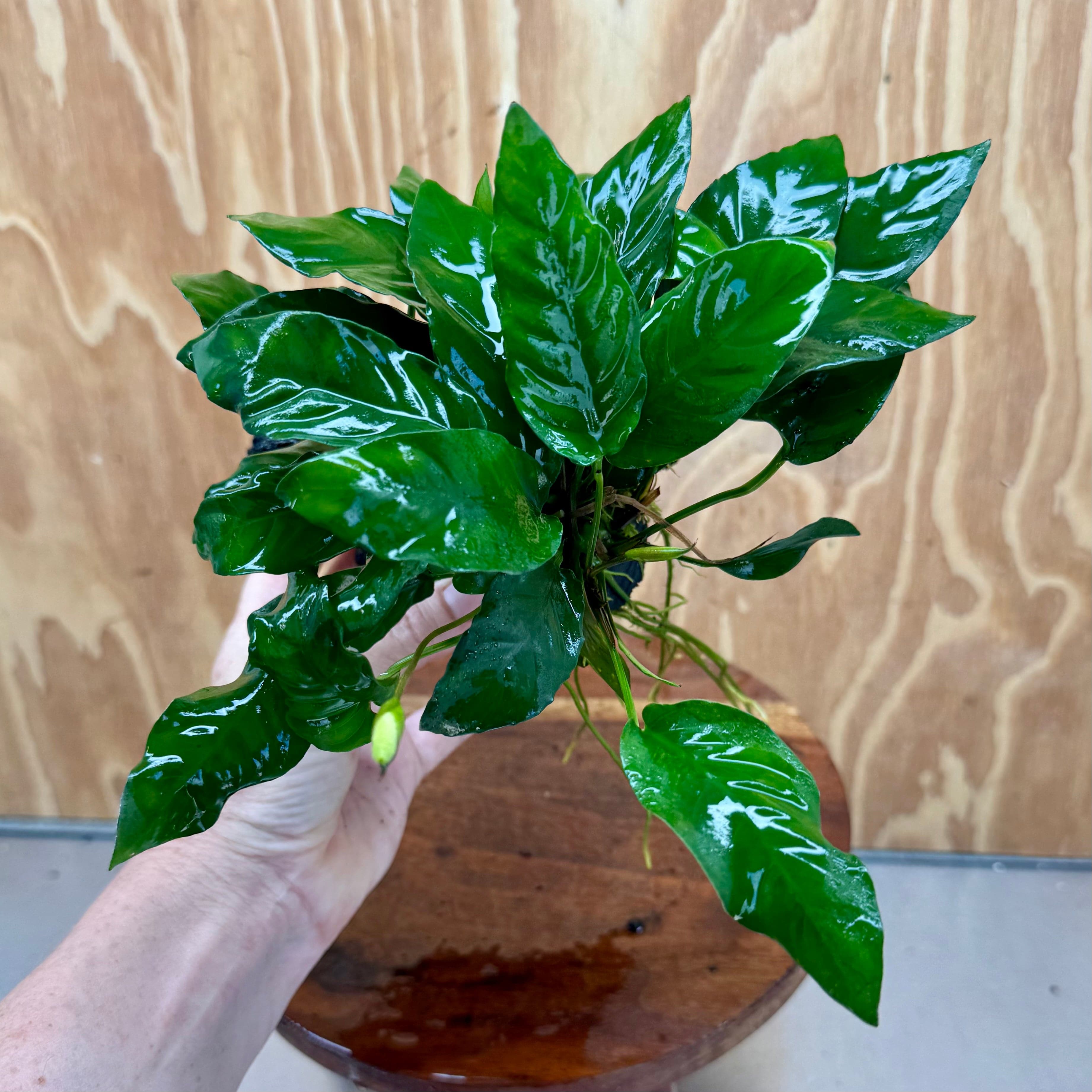 Pisces Enterprises One Only Anubias 'Paco' on Medium Driftwood Creation - One Only - Dramatic Anubias Petite Emerald Heart on Medium Driftwood - ONE ONLY - Scapeshop