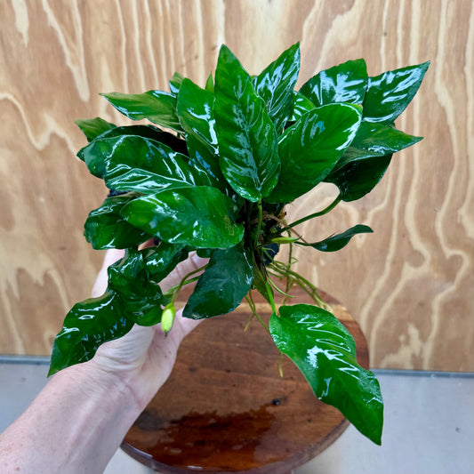 Pisces Enterprises One Only Anubias 'Paco' on Medium Driftwood Creation - One Only - Dramatic Anubias Petite Emerald Heart on Medium Driftwood - ONE ONLY - Scapeshop