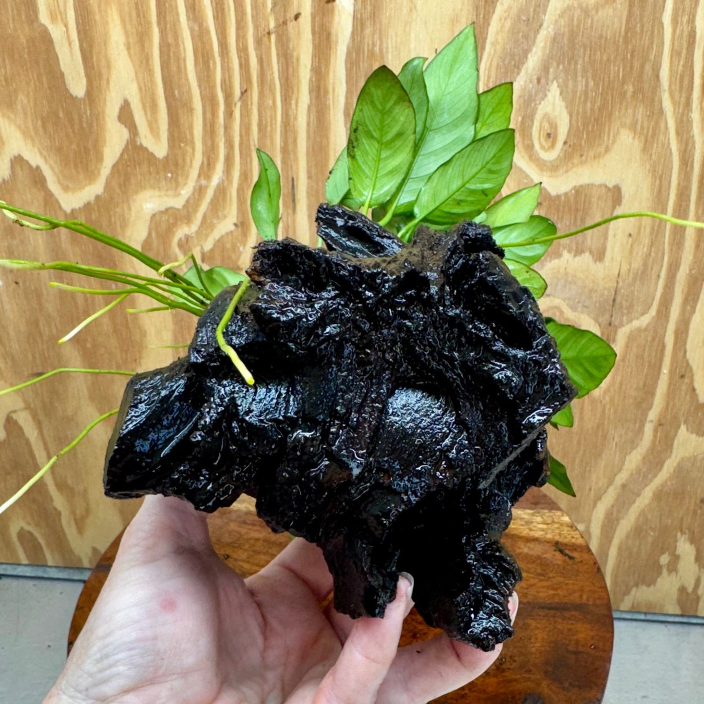 Pisces Enterprises One Only Anubias 'Paco' on Medium Driftwood Creation - One Only - Dramatic Anubias Petite Emerald Heart on Medium Driftwood - ONE ONLY - Scapeshop