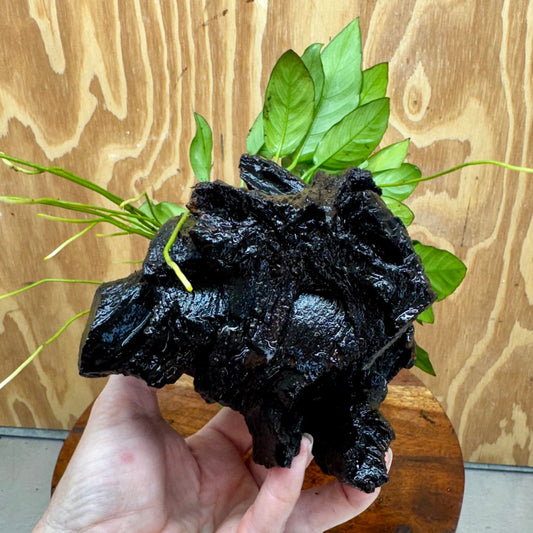 Pisces Enterprises One Only Anubias 'Paco' on Medium Driftwood Creation - One Only - Dramatic Anubias Petite Emerald Heart on Medium Driftwood - ONE ONLY - Scapeshop